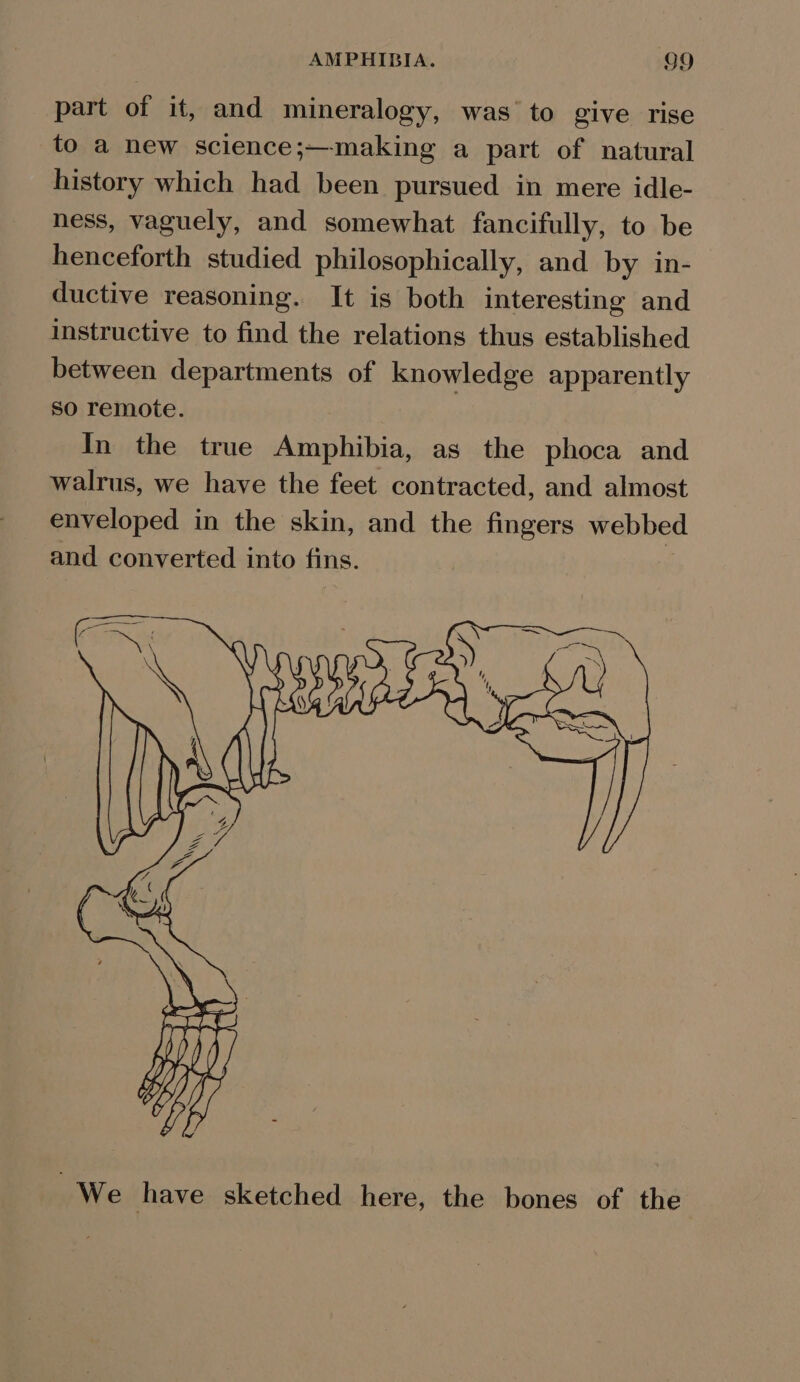 part of it, and mineralogy, was to give rise to a new science;—making a part of natural history which had been pursued in mere idle- ness, vaguely, and somewhat fancifully, to be henceforth studied philosophically, and by in- ductive reasoning. It is both interesting and instructive to find the relations thus established between departments of knowledge apparently so remote. } In the true Amphibia, as the phoca and walrus, we have the feet contracted, and almost enveloped in the skin, and the fingers webbe and converted into fins. : We have sketched here, the bones of the