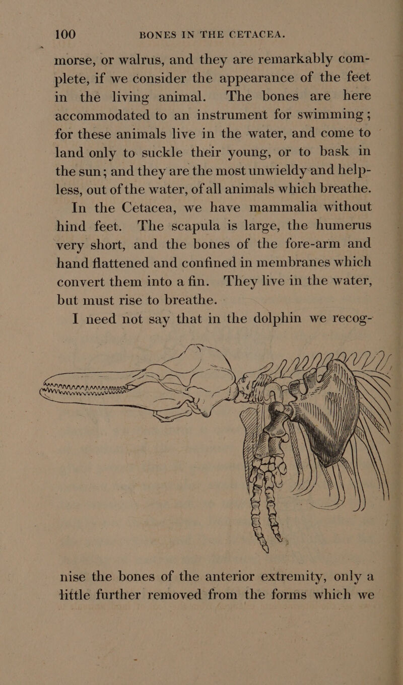 morse, or walrus, and they are remarkably com- plete, if we consider the appearance of the feet in the living animal. The bones are here accommodated to an instrument for swimming ; for these animals live in the water, and come to © land only to suckle their young, or to bask in the sun; and they are the most unwieldy-and help- less, out of the water, of all animals which breathe. In the Cetacea, we have mammalia without hind feet. The scapula is large, the humerus very short, and the bones of the fore-arm and hand flattened and confined in membranes which convert them into afin. They live in the water, but must rise to breathe. I need not say that in the dolphin we recog-
