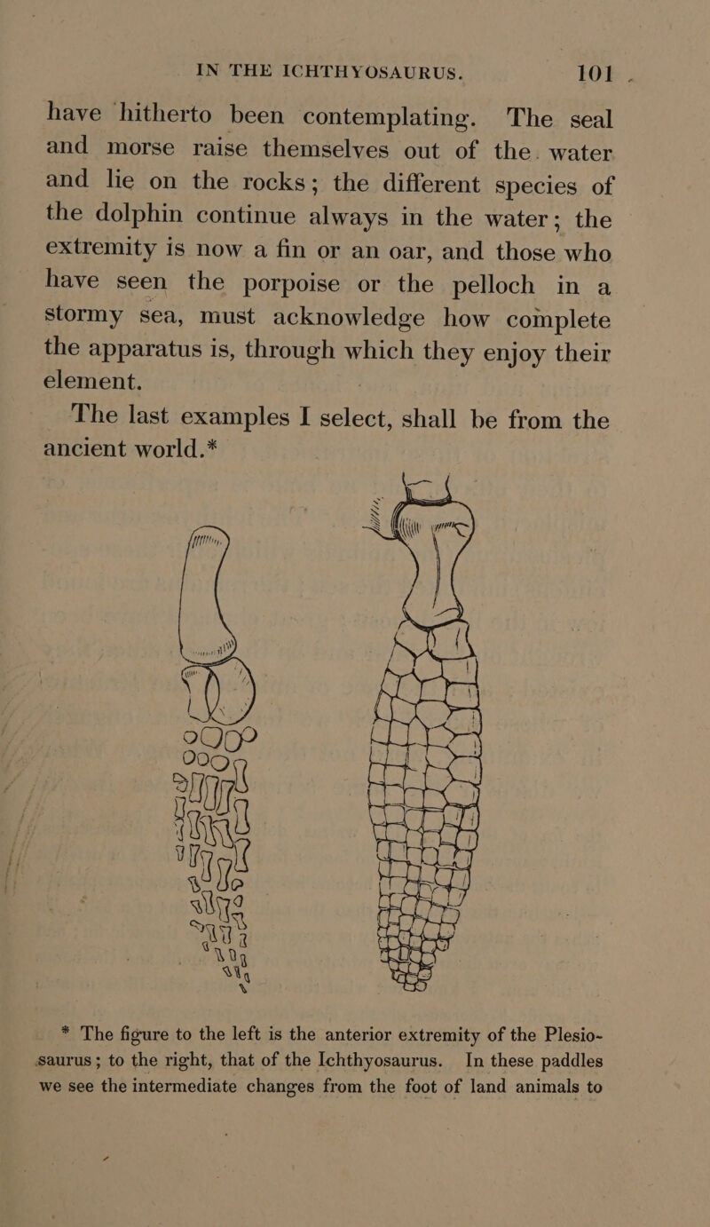 have hitherto been contemplating. The seal and morse raise themselves out of the. water and lie on the rocks; the different species of the dolphin continue always in the water ; the extremity is now a fin or an oar, and those who have seen the porpoise or the pelloch in a stormy sea, must acknowledge how complete the apparatus is, through which they enjoy their element. | The last examples I select, shall be from the ancient world.* * The figure to the left is the anterior extremity of the Plesio- Saurus; to the right, that of the Ichthyosaurus. In these paddles we see the intermediate changes from the foot of land animals to