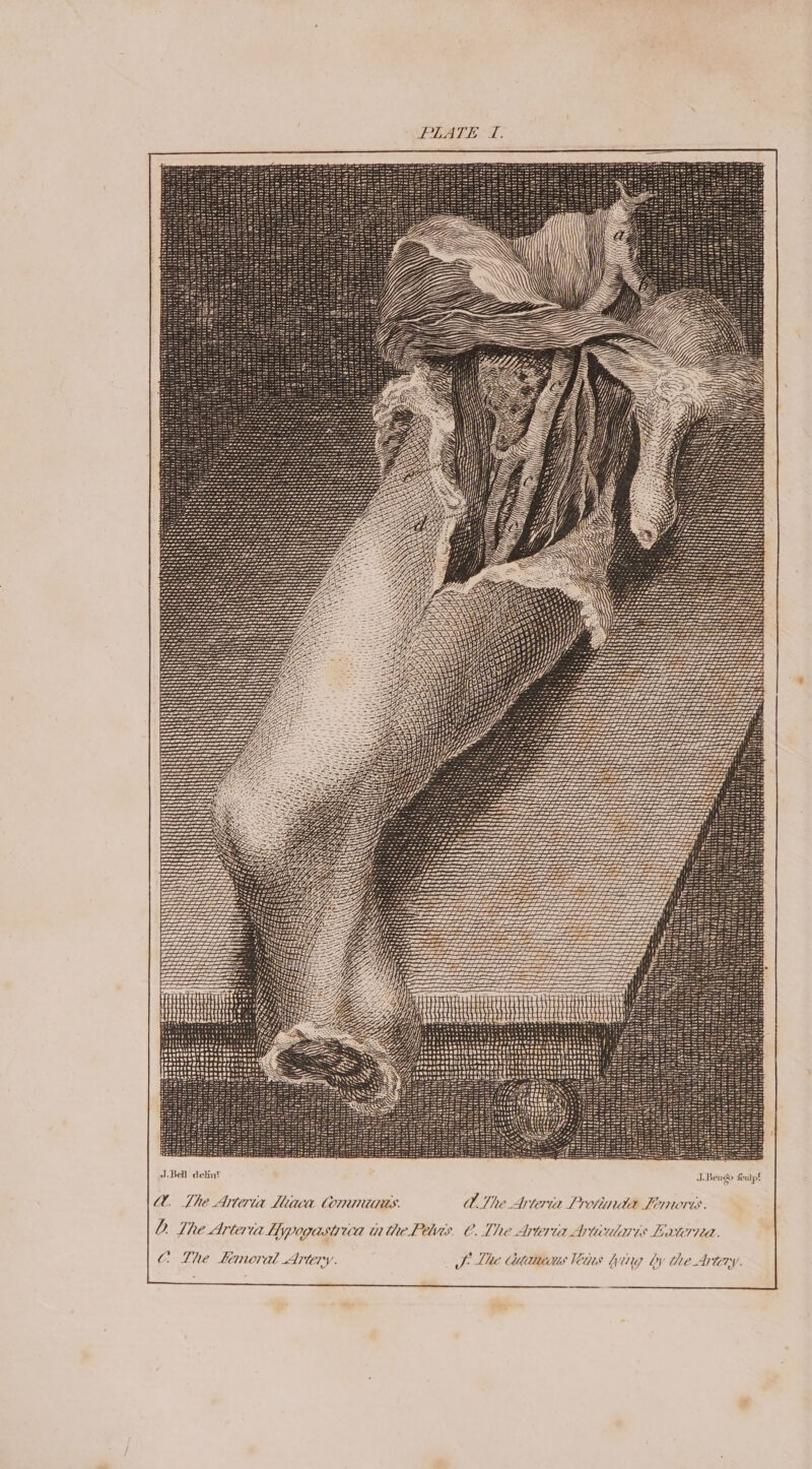 PLATE T. Ti? ath Sh SS aR SSR SSS SS ii = ao mwa ort a a a a a a an a a Sey is SRStes Sas as: woe SREY SS u Zi fant Lode oa nara BO Ee ot a A a A SO a a a A Oy a A BA WB 27 I a ST I FY ZZ. PE LLo Lis Lhd planfs LLL Lae BY I a = Za aT I yo a J. Bell deint J.Beugo feulpt A. Lhe Arteria Mica Conianuras. AU The Arteria Protinula Fortis. D Lhe Arteria Hypogastrica th the Peavis. C. The Arteria Aruivularis Lauria. C The Femoral Artery. J Lhe titers Veins Wing by the Arery.