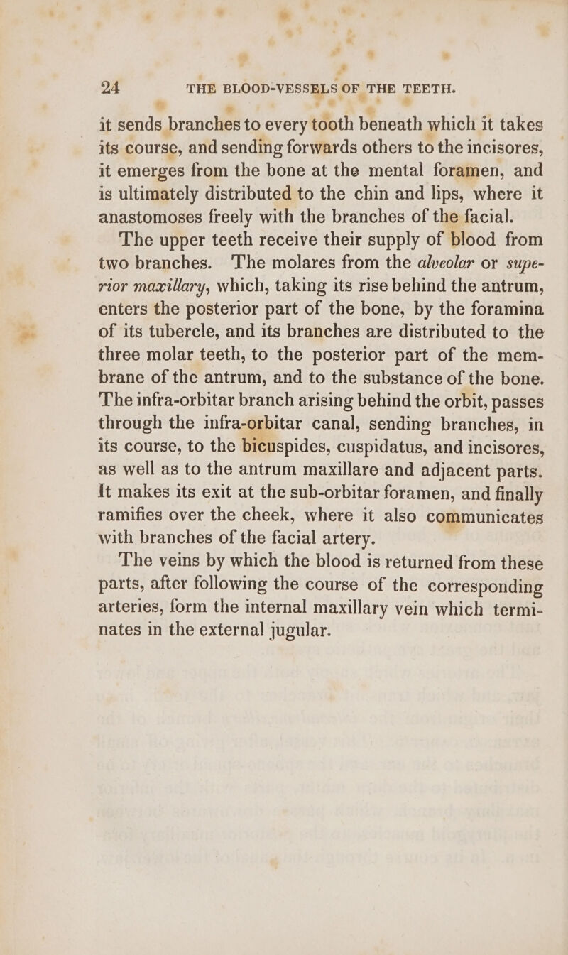 * a . + 24 THE BLOOD-VESSELS OF THE TEETH. % it sends branches to every tooth beneath which it takes its course, and sending forwards others to thei incisores, it emerges from the bone at the mental foramen, and is ultimately distributed to the chin and lips, where it anastomoses freely with the branches of the facial. The upper teeth receive their supply of blood from two branches. The molares from the alveolar or supe- rior maxillary, which, taking its rise behind the antrum, enters the posterior part of the bone, by the foramina of its tubercle, and its branches are distributed to the three molar teeth, to the posterior part of the mem- brane of the antrum, and to the substance of the bone. The infra-orbitar branch arising behind the orbit, passes through the infra-orbitar canal, sending branches, in its course, to the bicuspides, cuspidatus, and incisores, as well as to the antrum maxillare and adjacent parts. It makes its exit at the sub-orbitar foramen, and finally ramifies over the cheek, where it also communicates with branches of the facial artery. The veins by which the blood is returned from these parts, after following the course of the corresponding arteries, form the internal maxillary vein which termi- nates in the external jugular.