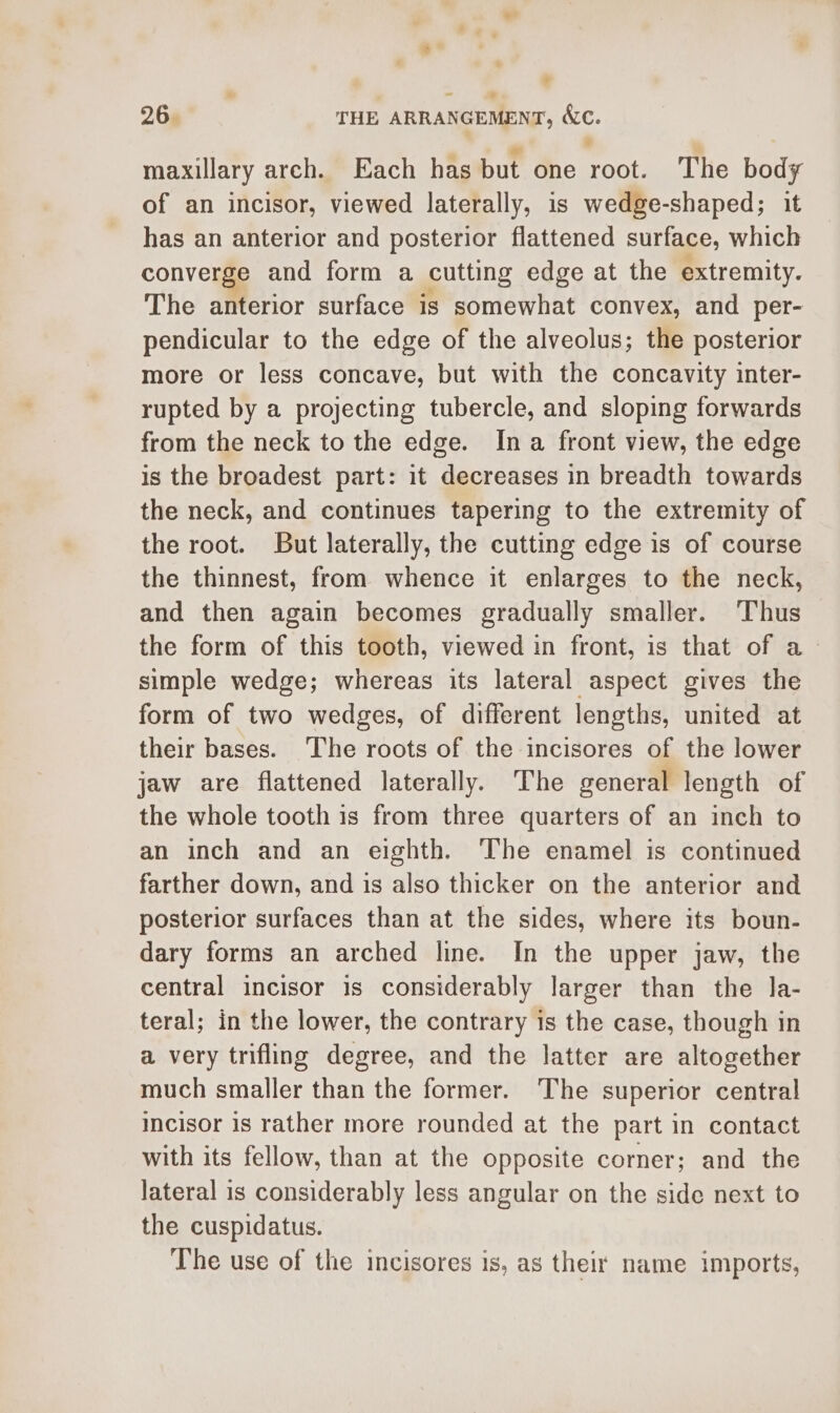 * 26. THE ARRANGEMENT, XC. maxillary arch. Each has but one root. The body of an incisor, viewed laterally, is wedge-shaped; it has an anterior and posterior flattened surface, which converge and form a cutting edge at the extremity. The anterior surface is sontewhat convex, and per- pendicular to the edge of the alveolus; the posterior more or less concave, but with the concavity inter- rupted by a projecting tubercle, and sloping forwards from the neck to the edge. Ina front view, the edge is the broadest part: it decreases in breadth towards the neck, and continues tapering to the extremity of the root. But laterally, the cutting edge is of course the thinnest, from whence it enlarges to the neck, and then again becomes gradually smaller. ‘Thus the form of this tooth, viewed in front, is that of a simple wedge; whereas its lateral aspect gives the form of two wedges, of different lengths, united at their bases. ‘The roots of the incisores of the lower jaw are flattened laterally. The general length of the whole tooth is from three quarters of an inch to an inch and an eighth. The enamel is continued farther down, and is also thicker on the anterior and posterior surfaces than at the sides, where its boun- dary forms an arched line. In the upper jaw, the central incisor 1s considerably larger than the Ja- teral; in the lower, the contrary is the case, though in a very trifling degree, and the latter are altogether much smaller than the former. The superior central incisor is rather more rounded at the part in contact with its fellow, than at the opposite corner; and the lateral is considerably less angular on the side next to the cuspidatus. The use of the incisores is, as their name imports,