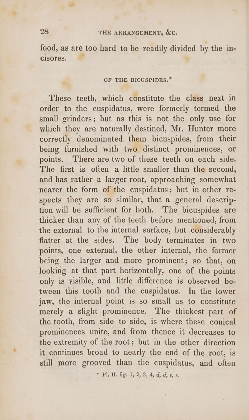 food, as are too hard to be readily divided by the in- cisores. © OF THE BICUSPIDES.* These teeth, which constitute the class next in order to the cuspidatus, were formerly termed the small grinders; but as this is not the only use for which they are naturally destined, Mr. Hunter more correctly denominated them bicuspides, from their being furnished with two distinct prominences, or points. ‘There are two of these teeth on each side. The first is often a little smaller than the second, and has rather a larger root, approaching somewhat nearer the form of the cuspidatus; but in other re- spects they are so similar, that a general descrip- tion will be sufficient for both. The bicuspides are thicker than any of the teeth before mentioned, from the external to the internal surface, but considerably flatter at the sides. The body terminates in two points, one external, the other internal, the former being the larger and more prominent; so that, on -looking at that part horizontally, one of the points only is visible, and little difference is observed be- tween this tooth and the cuspidatus. In the lower jaw, the internal point is so small as to constitute merely a slight prominence. The thickest part of the tooth, from side to side, is where these conical prominences unite, and from thence it decreases to the extremity of the root; but in the other direction it continues broad to nearly the end of the root, is still more grooved than the cuspidatus, and often