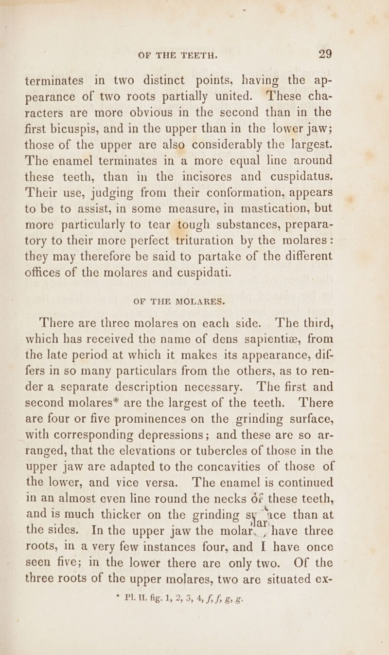 terminates in two distinct points, having the ap- pearance of two roots partially united. These cha- racters are more obvious in the second than in the first bicuspis, and in the upper than in the lower jaw; those of the upper are also considerably the largest. The enamel terminates in a more equal line around these teeth, than in the incisores and cuspidatus. Their use, judging from their conformation, appears to be to assist, in some measure, in mastication, but more particularly to tear tough substances, prepara- tory to their more perfect trituration by the molares: they may therefore be said to partake of the different offices of the molares and cuspidati. OF THE MOLARES. There are three molares on each side. The third, which has received the name of dens sapientie, from the late period at which it makes its appearance, dif- fers In so many particulars from the others, as to ren- der a separate description necessary. ‘The first and second molares* are the largest of the teeth. There are four or five prominences on the grinding surface, with corresponding depressions; and these are so ar- ranged, that the elevations or tubercles of those in the upper jaw are adapted to the concavities of those of the lower, and vice versa. The enamel is continued in an almost even line round the necks of these teeth, and is much thicker on the grinding sy “ace than at the sides. Inthe upper jaw the molar. , have three roots, in a very few instances four, and I have once seen five; in the lower there are only two. Of the three roots of the upper molares, two are situated ex- pretaMetigy loi, 3) 4,7, J, 2, 2