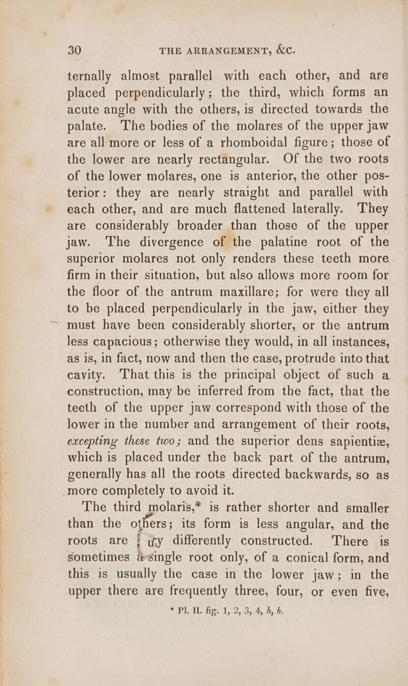 ternally almost parallel with each other, and are placed perpendicularly; the third, which forms an acute angle with the others, is directed towards the palate. The bodies of the molares of the upper jaw are all more or less of a rhomboidal figure; those of the lower are nearly rectangular. Of the two roots of the lower molares, one is anterior, the other pos- terior: they are nearly straight and parallel with each other, and are much flattened laterally. They are considerably broader than those of the upper jaw. The divergence of the palatine root of the superior molares not only renders these teeth more. firm in their situation, but also allows more room for the floor of the antrum mazxillare; for were they all to be placed perpendicularly in the jaw, either they ~ must have been considerably shorter, or the antrum less capacious; otherwise they would, in all instances, as 1s, in fact, now and then the case, protrude into that cavity. That this is the principal object of such a construction, may be inferred from the fact, that the teeth of the upper jaw correspond with those of the lower in the number and arrangement of their roots, excepting these two; and the superior dens sapientie, which is placed under the back part of the antrum, generally has all the roots directed backwards, so as -more completely to avoid it. The third molaris,* is rather shorter and smaller than the others ; its form is less angular, and the roots are | yy differently constructed. There is Sometimes @single root only, of a conical form, and this is usually the case in the lower jaw; in the upper there are frequently three, four, or even five,