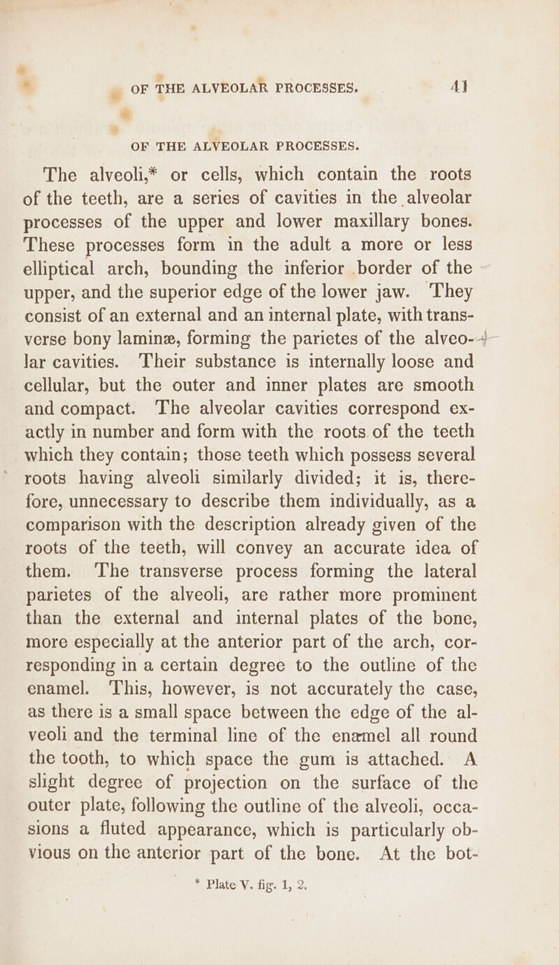 » * + | OF THE ALVEOLAR PROCESSES. A} * a OF THE ALVEOLAR PROCESSES. The alveoli,* or cells, which contain the roots of the teeth, are a series of cavities in the alveolar processes of the upper and lower maxillary bones. These processes form in the adult a more or less upper, and the superior edge of the lower jaw. They consist of an external and an internal plate, with trans- lar cavities. ‘Their substance is internally loose and cellular, but the outer and inner plates are smooth and compact. The alveolar cavities correspond ex- actly in number and form with the roots.of the teeth which they contain; those teeth which possess several roots having alveoli similarly divided; it is, there- fore, unnecessary to describe them individually, as a comparison with the description already given of the roots of the teeth, will convey an accurate idea of them. The transverse process forming the lateral parietes of the alveoli, are rather more prominent than the external and internal plates of the bone, more especially at the anterior part of the arch, cor- responding in a certain degree to the outline of the enamel. ‘This, however, is not accurately the case, as there is a small space between the edge of the al- veoli and the terminal line of the enamel all round the tooth, to which space the gum is attached. A slight degree of projection on the surface of the outer plate, following the outline of the alveoli, occa- sions a fluted appearance, which is particularly ob- vious on the anterior part of the bone. At the bot- = se