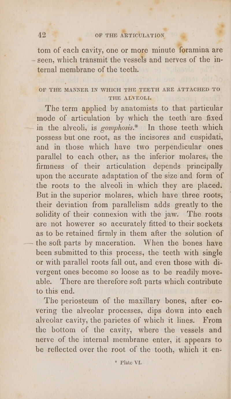 , * . | rs 42 OF THE ARTICULATION » : ; ~ é tom of each cavity, one or more minute foramina are ~ seen, which transmit the vessels and nerves of the in- ternal membrane of the teeth. OF THE MANNER IN WHICH THE TEETH ARE ATTACHED TO THE ALVEOLI. The term applied by anatomists to that particular mode of articulation by which the teeth ‘are fixed in the alveoli, is gomphosis.* In those teeth which possess but one root, as the incisores and cuspidati, and in those which have two perpendicular ones parallel to each other; as the inferior molares, the firmness of their articulation depends principally upon the accurate adaptation of the size and form of the roots to the alveoli in which they are placed. But in the superior molares, which have three roots, their deviation from parallelism adds greatly to the solidity of their connexion with the jaw. ‘The roots are not however so accurately fitted to their sockets — as to be retained firmly in them after the solution of been submitted to this process, the teeth with single or with parallel roots fall out, and even those with di- vergent ones become so loose as to be readily move- able. ‘There are therefore soft parts which contribute to this end. The periosteum of the maxillary bones, after co- vering the alveolar processes, dips down into each alveolar cavity, the parietes of which it limes. From the bottom of the cavity, where the vessels and nerve of the internal membrane enter, it appears to be reflected over the root of the tooth, which it en-
