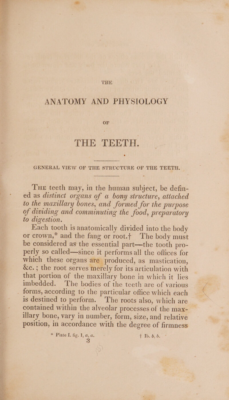 THE ANATOMY AND PHYSIOLOGY OF THE TEETH. s GENERAL VIEW OF THE STRUCTURE OF THE TEETH. Tue teeth may, in the human subject, be defin- ed as distinct organs of a bony structure, attached to the maxillary bones, and formed for the purpose of diniding and comminuting the food, preparatory to digestion. | Each tooth is anatomically divided into the body or crown,” and the fang or root.t The body must be considered as the essential part—the tooth pro- perly so called—since it performsall the offices for which these organs are produced, as mastication, &amp;c.; the root serves merely for its articulation with that portion of the maxillary bone in which it lies imbedded. The bodies of the teeth are of various is destined to perform. The roots also, which are contained within the alveolar processes of the max- illary bone, vary in number, form, size, and relative position, in accordance with the degree of firmness * Plate lL. fig. l,a,a. ¢-1b. 8b. °