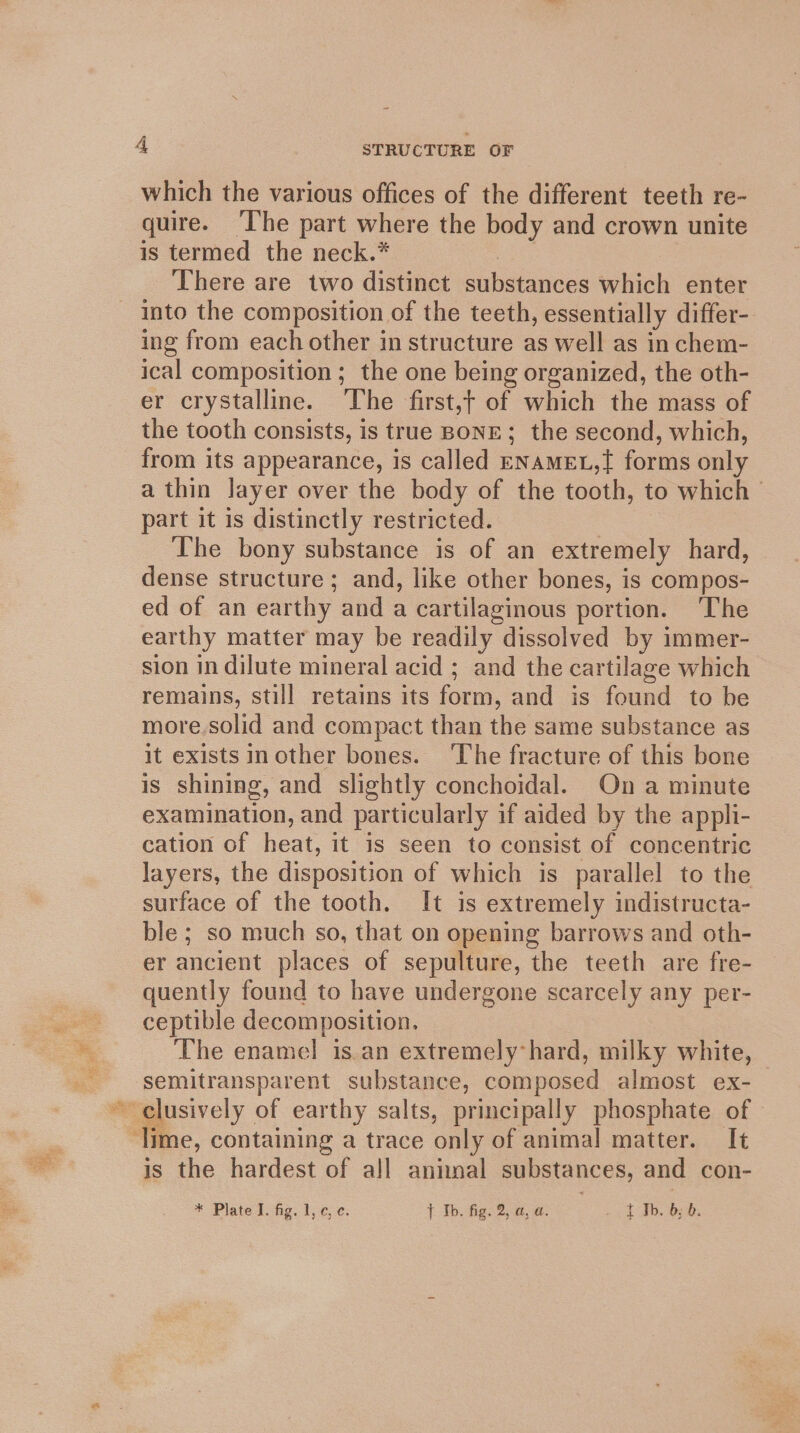 which the various offices of the different teeth re- quire. ‘T’he part where the body and crown unite is termed the neck.* 3 There are two distinct substances which enter into the composition of the teeth, essentially differ- ing from each other in structure as well as in chem- ical composition ; the one being organized, the oth- er crystalline. The first,t of which the mass of the tooth consists, is true BONE; the second, which, from its appearance, is called ENaAmeL,{ forms only a thin layer over the body of the tooth, to which part it is distinctly restricted. The bony substance is of an extremely hard, dense structure; and, like other bones, is compos- ed of an earthy and a cartilaginous portion. ‘The earthy matter may be readily dissolved by immer- sion in dilute mineral acid ; and the cartilage which remains, still retains its form, and is found to be more.solid and compact than the same substance as it exists inother bones. ‘The fracture of this bone is shining, and slightly conchoidal. On a minute examination, and particularly if aided by the appli- cation of heat, it is seen to consist of concentric layers, the disposition of which is parallel to the surface of the tooth. It is extremely indistructa- ble ; so much so, that on opening barrows and oth- er ancient places of sepulture, the teeth are fre- quently found to have undergone scarcely any per- ceptible decomposition. The enamel is.an extremely hard, milky white, semitransparent substance, composed almost ex- ~clusively of earthy salts, principally phosphate of ‘lime, containing a trace only of animal matter. It is the hardest of all animal substances, and con- * Plate I. fig. 1, ¢, ¢. T Tb. figs 25a, 2: RS BE Loe SE
