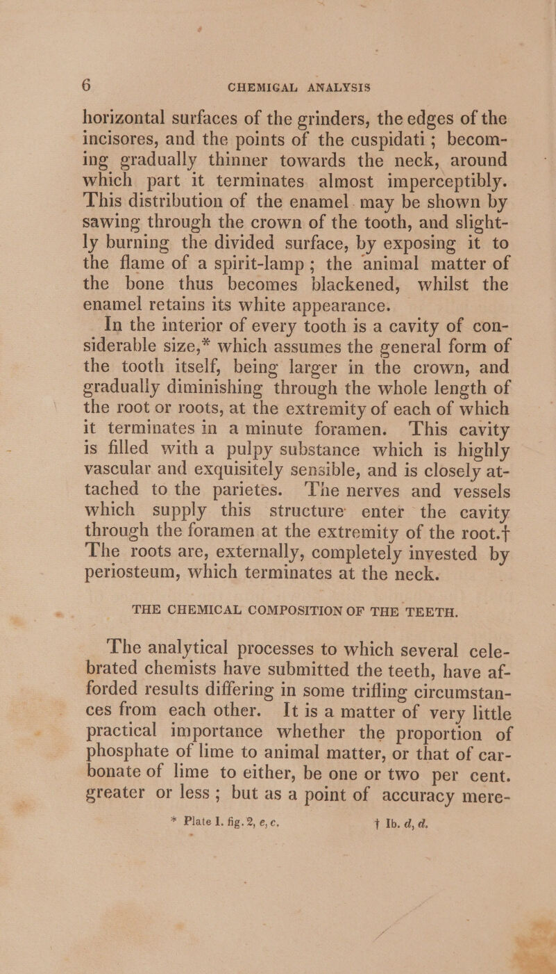 horizontal surfaces of the grinders, the edges of the incisores, and the points of the cuspidati ; becom- ing gradually thinner towards the neck, around which part it terminates almost imperceptibly. This distribution of the enamel. may be shown by sawing through the crown of the tooth, and slight- ly burning the divided surface, by exposing it to the flame of a spirit-lamp; the animal matter of the bone thus becomes blackened, whilst the enamel retains its white appearance. _ In the interior of every tooth is a cavity of con- siderable size,* which assumes the general form of the tooth itself, being larger in the crown, and gradually diminishing through the whole length of the root or roots, at the extremity of each of which it terminates in a minute foramen. This cavity is filled with a pulpy substance which is highly vascular and exquisitely sensible, and is closely at- tached to the parietes. ‘The nerves and vessels which supply this structure enter the cavity through the foramen at the extremity of the root.+ The roots are, externally, completely invested by periosteum, which terminates at the neck. THE CHEMICAL COMPOSITION OF THE TEETH. The analytical processes to which several cele- brated chemists have submitted the teeth, have af- forded results differing in some trifling circumstan- ces from each other. It is a matter of very little practical importance whether the proportion of phosphate of lime to animal matter, or that of car- bonate of lime to either, be one or two per cent. greater or less; but as a point of accuracy mere-