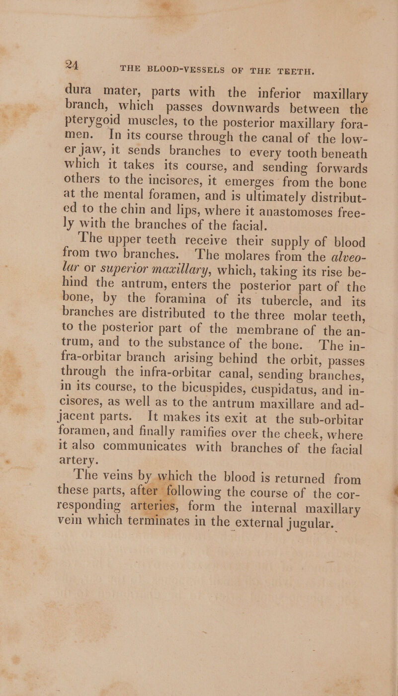 dura mater, parts with the inferior maxillary branch, which passes downwards between the pterygoid muscles, to the posterior maxillary fora- men. In its course through the canal of the low- er jaw, it sends branches to every tooth beneath which it takes its course, and sending forwards others to the incisores, it emerges from the bone at the mental foramen, and is ultimately distribut- ed to the chin and lips, where it anastomoses free- ly with the branches of the facial. The upper teeth receive their supply of blood from two branches. The molares from the alveo- lur or superior maxillary, which, taking its rise be- hind the antrum, enters the posterior part of the bone, by the foramina of its tubercle, and its branches are distributed to the three molar teeth, to the posterior part of the membrane of the an- trum, and to the substance of the bone. ~The in- fra-orbitar branch arising behind the orbit, passes through the infra-orbitar canal, sending branches, in its course, to the bicuspides, cuspidatus, and in- cisores, as well as to the antrum maxillare and ad- Jacent parts. It makes its exit at the sub-orbitar foramen, and finally ramifies over the cheek, where it also communicates with branches of the facial artery. The veins by which the blood is returned from these parts, after following the course of the cor- responding arteries, form the internal maxillary eid A ; vein which terminates in the external jugular.