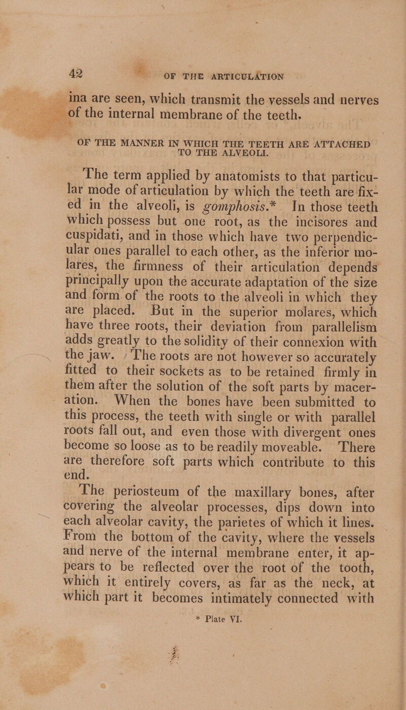 Ina are seen, which transmit the vessels and nerves f the internal membrane of the teeth, OF THE MANNER IN WHICH THE TEETH ARE ATTACHED — TO THE ALVEOLI. The term applied by anatomists to that particu- lar mode of articulation by which the teeth are fix- ed in the alveoli, is gomphosis.* In those teeth which possess but one root, as the incisores and cuspidati, and in those which have two perpendic- ular ones parallel to each other, as the inferior mo- lares, the firmness of their articulation depends principally upon the accurate adaptation of the size and form of the roots to the alveoli in which they are placed. But in the superior molares, which have three roots, their deviation from parallelism adds greatly to the solidity of their connexion with the jaw. - The roots are not however so accurately fitted to their sockets as to be retained firmly in them after the solution of the soft parts by macer- ation. When the bones have been submitted to this process, the teeth with single or with parallel roots fall out, and even those with divergent ones become so loose as to be readily moveable. There are therefore soft parts which contribute to this end. The periosteum of the maxillary bones, after covering the alveolar processes, dips down into each alveolar cavity, the parietes of which it lines. From the bottom of the cavity, where the vessels and nerve of the internal membrane enter, it ap- pears to be reflected over the root of the tooth, which it entirely covers, as far as the neck, at which part it becomes intimately connected with os Plate VI.