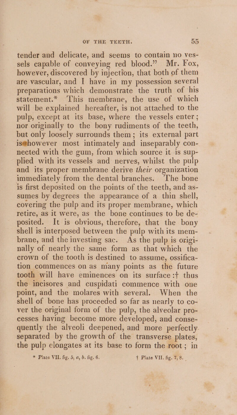 tender and delicate, and seems to contain no ves- sels capable of conveying red blood.” Mr. Fox, however, discovered by injection, that both of them are vascular, and I have in my possession several preparations which demonstrate the truth of his statement.* This membrane, the use of which will be explained hereafter, is not attached to the pulp, except at its base, where the vessels enter ; nor originally to the bony rudiments of the teeth, but only loosely surrounds them; its external part is@however most intimately and inseparably con- nected with the gum, from which source it is sup- plied with its vessels and nerves, whilst the pulp and its proper membrane derive their organization immediately from the dental branches. ‘The bone is first deposited on the points of the teeth, and as- sumes by degrees the appearance of a thin shell, covering the pulp and its proper membrane, which retire, aS it were, as the bone continues to be de- posited. It is obvious, therefore, that the bony shell is interposed between the pulp with its mem- brane, and the investing sac. As the pulp is origi- nally of nearly the same form as that which the crown of the tooth is destined to assume, ossifica- tion commences on as many points as the future tooth will have eminences on its surface:+ thus the incisores and cuspidati commence with one point, and the molares with several. When the shell of bone has proceeded so far as nearly to co- ver the original form of the pulp, the alveolar pro- cesses having become more developed, and conse- quently the alveoli deepened, and more perfectly. separated by the growth of the transverse plates, the pulp elongates at its base to form the root ; in * Plate VIL. fig. 5, a, 0. fig. 6. . + Plate VII. fig. 7, 8.