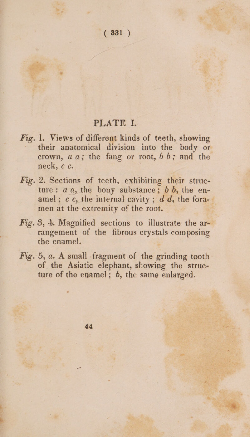 (831 ) oes = ey. ; oe oe . PLATE I. Fig. 1. Views of different kinds of teeth, Cowie: their anatomical division into the body o crown, aa; the fang or root, 6 6; and the neck, ¢ ¢. Fig. 2. Sections of teeth, exhibiting their struc- ture: aa, the bony substance ; 6 b, the en- amel ; cc, the internal cavity ; d d, the fora-— men at the extremity of the root. Fig. 3, 4. Magnified sections to illustrate the ar- rangement of the fibrous mehr composing the enamel. Fig. 5, a. A small fragment of the grinding tooth of the Asiatic elephant, showing the struc-