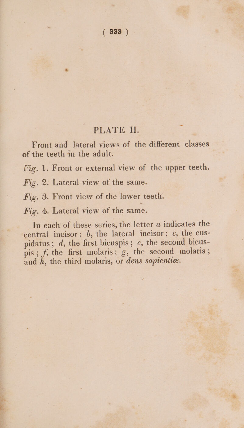 ( 333 ) PLATE II. Front and lateral views of the different classes of the teeth in the adult. fig. 1. Front or external view of the upper teeth. Fig. 2. Lateral view of the same. Fig. 3. Front view of the lower teeth. Fig. 4. Lateral view of the same. In each of these series, the letter a@ indicates the central incisor; 6, the lateral incisor; c, the cus- pidatus; d, the first bicuspis; e, the second bicus- pis; f, the first molaris; g, the second molaris ; and A, the third molaris, or dens sapientia.