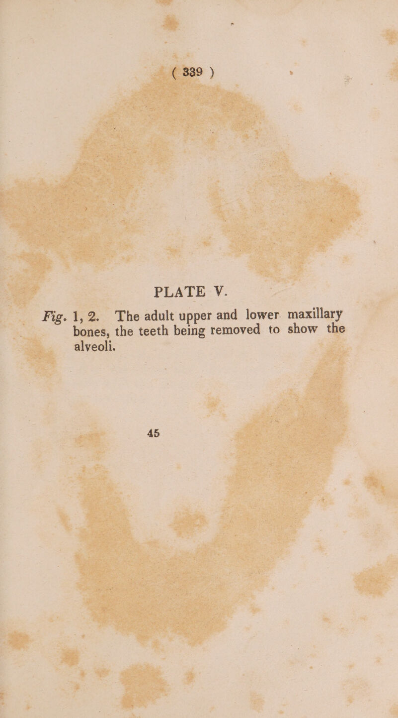 PLATE V. Fig. 1,2. The adult upper and lower maxillary bones, the teeth being removed to show the alveoli. 45