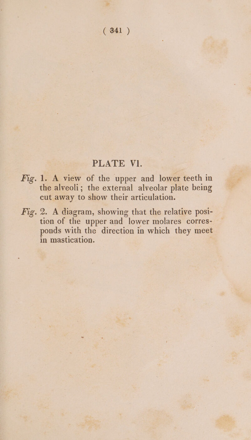 PLATE VI. Fig. 1. A view of the upper and lower teeth in the alveoli; the external alveolar plate being cut away to show their articulation. Fig. 2. A diagram, showing that the relative posi- tion of the upper and lower molares corres- ponds with the direction in which they meet in mastication.