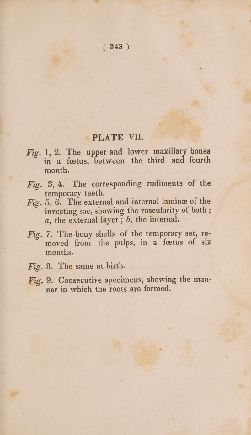 Fig. Fig. Fig. Fig. Fig. Fig. ( 843 ) PLATE VII. 1,2. The upper and lower maxillary bones in a foetus, between the third and fourth month. 3, 4. The corresponding rudiments of the temporary teeth. : 5, 6. The external and internal laminz of the investing sac, showing the vascularity of both ; a, the external layer ; 6, the internal. 7. The-bony shells of the temporary set, re- moved from the pulps, in a foetus of six months. 8, The same at birth. 9. Consecutive specimens, showing the man- ner in which the roots are formed.