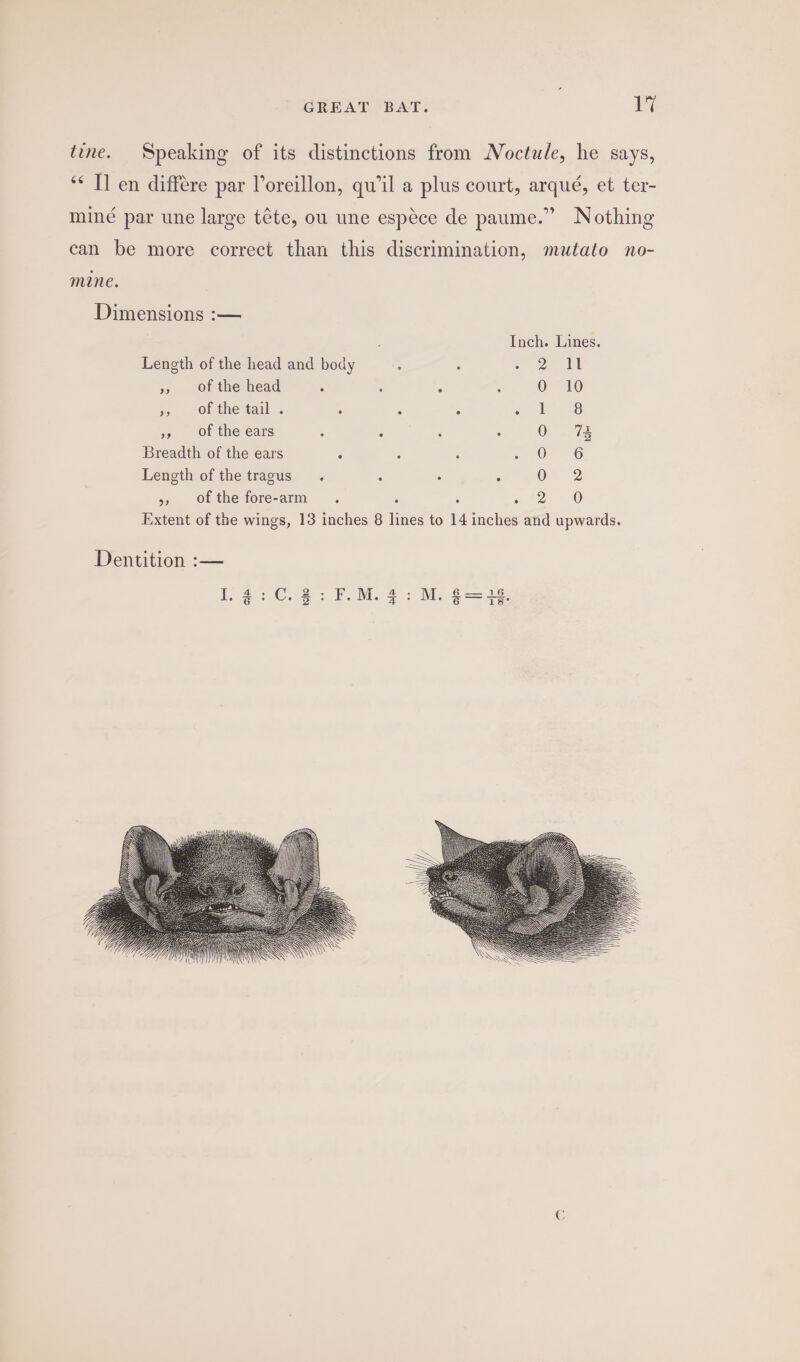 tine. Speaking of its distinctions from Moctule, he says, ‘¢ I] en différe par l’oreillon, qu'il a plus court, arqué, et ter- miné par une large téte, ou une espece de paume.” Nothing can be more correct than this discrimination, mutato no- mine. Dimensions :— Inch. Lines. Length of the head and body ag : a ee &gt;», of the head ; é : 0 10 5, Of the tail . : ‘ A geal FS », of the ears A F ‘ . 0 73 Breadth of the ears é ; : = OF 6 Length of the tragus : : ‘ On 2 &gt;», ofthe fore-arm . : : ey F230 Extent of the wings, 13 inches 8 lines to 14 inches and upwards.