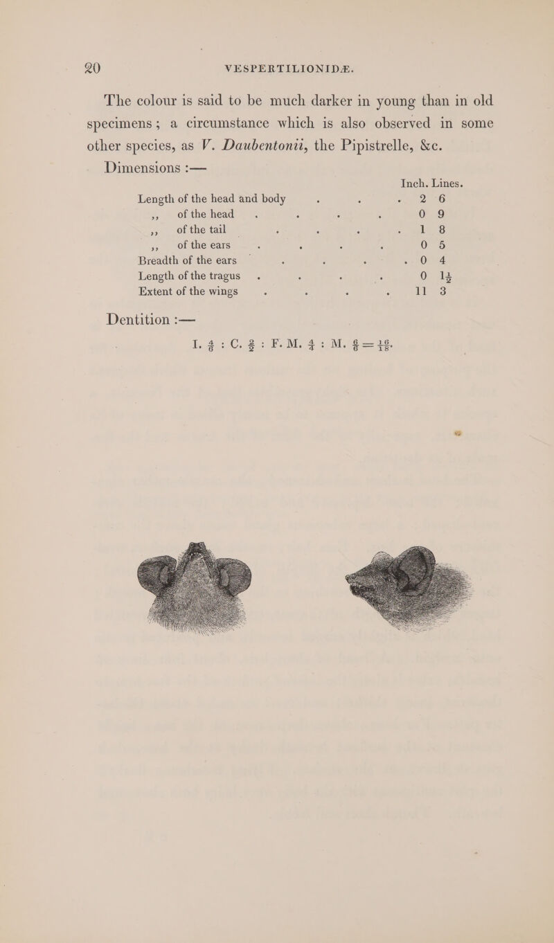 The colour is said to be much darker in young than in old specimens; a circumstance which is also observed in some other species, as V. Daubentonii, the Pipistrelle, &amp;c. Dimensions :— Inch. Lines. Length of the head and body : 3 ~ 2 6 » ofthe head . ( : ‘ 0 9 of the tail” ‘ : : 1 8 », of the ears : : ‘ 0 5 Breadth of the ears — ; ; : 7 AOE Re Length ofthe tragus . : ‘ 2 0 123 Extent of the wings : ; : : 1l 3 Dentition :—