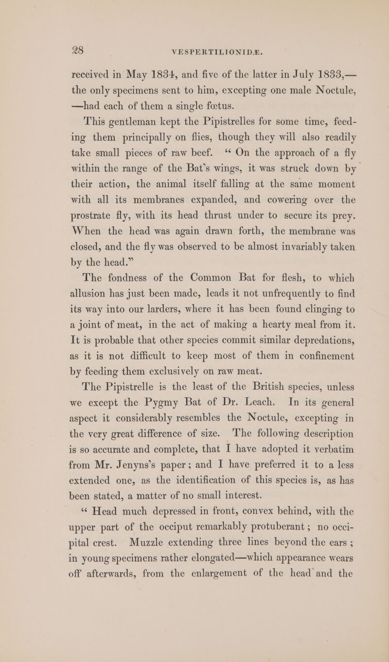 received in May 1834, and five of the latter in July 1833,— the only specimens sent to him, excepting one male Noctule, —had each of them a single fetus. This gentleman kept the Pipistrelles for some time, feed- ing them principally on flies, though they will also readily take small pieces of raw beef. ‘ On the approach of a fly within the range of the Bat’s wings, it was struck down by their action, the animal itself falling at the same moment with all its membranes expanded, and cowering over the prostrate fly, with its head thrust under to secure its prey. When the head was again drawn forth, the membrane was closed, and the fly was observed to be almost invariably taken by the head.” The fondness of the Common Bat for flesh, to which allusion has just been made, leads it not unfrequently to find its way into our larders, where it has been found clinging to a joint of meat, in the act of making a hearty meal from it. It is probable that other species commit similar depredations, as it is not difficult to keep most of them in confinement by feeding them exclusively on raw meat. The Pipistrelle is the least of the British species, unless we except the Pygmy Bat of Dr. Leach. In its general aspect it considerably resembles the Noctule, excepting in the very great difference of size. ‘The following description is so accurate and complete, that I have adopted it verbatim from Mr. Jenyns’s paper; and I have preferred it to a less extended one, as the identification of this species is, as has been stated, a matter of no small interest. ‘‘ Head much depressed in front, convex behind, with the upper part of the occiput remarkably protuberant ; no occi- pital crest. Muzzle extending three lines beyond the ears ; in young specimens rather elongated—which appearance wears off afterwards, from the enlargement of the head and the