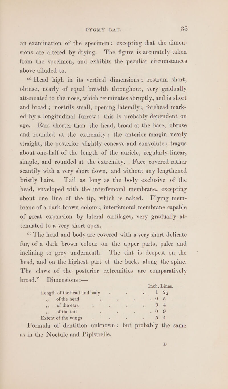 an examination of the specimen; excepting that the dimen- sions are altered by drying. The figure is accurately taken from the specimen, and exhibits the peculiar circumstances above alluded to. ‘* Head high in its vertical dimensions ; rostrum short, obtuse, nearly of equal breadth throughout, very gradually attenuated to the nose, which terminates abruptly, and is short and broad ; nostrils small, opening laterally ; forehead mark- ed by a longitudinal furrow: this is probably dependent on age. ars shorter than the head, broad at the base, obtuse and rounded at the extremity ; the anterior margin nearly straight, the posterior slightly concave and convolute ; tragus about one-half of the length of the auricle, regularly linear, simple, and rounded at the extremity. . Face covered rather scantily with a very short down, and without any lengthened bristly hairs. ‘Tail as long as the body exclusive of the head, enveloped with the interfemoral membrane, excepting about one line of the tip, which is naked. Flying mem- brane of a dark brown colour; interfemoral membrane capable of great expansion by lateral cartilages, very gradually at- tenuated to a very short apex. «The head and body are covered with a very short delicate fur, of a dark brown colour on the upper parts, paler and inclining to grey underneath. ‘The tint is deepest on the head, and on the highest part of the back, along the spine. The claws of the posterior extremities are comparatively broad.” Dimensions :— Inch. Lines. Length of thehead andbody _. : : YT 24 », ofthe head ; 3 m0 5S », Of the ears 0 4 »» of the tail + O18 Extent of the wings : 5 4 Formula of dentition re ; pr Golub the same as in the Noctule and Pipistrelle.