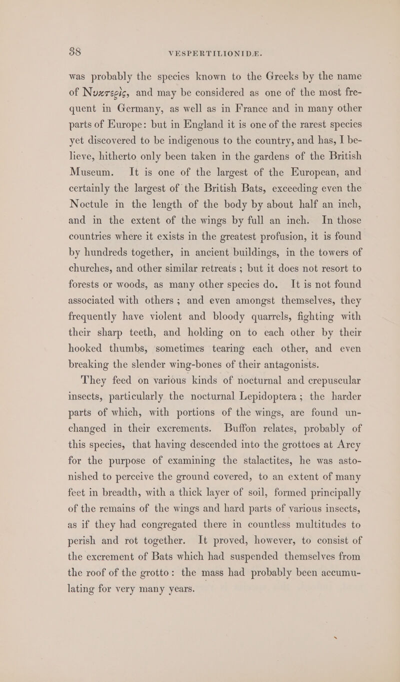 was probably the species known to the Greeks by the name of Nuxregis, and may be considered as one of the most fre- quent in Germany, as well as in France and in many other parts of Europe: but in England it is one of the rarest species yet discovered to be indigenous to the country, and has, I be- lieve, hitherto only been taken in the gardens of the British Museum. It is one of the largest of the European, and certainly the largest of the British Bats, exceeding even the Noctule in the length of the body by about half an inch, and in the extent of the wings by full an inch. In those countries where it exists in the greatest profusion, it is found by hundreds together, in ancient buildings, in the towers of churches, and other similar retreats ; but it does not resort to forests or woods, as many other species do. It is not found associated with others; and even amongst themselves, they frequently have violent and bloody quarrels, fighting with their sharp teeth, and holding on to each other by their hooked thumbs, sometimes tearing each other, and even breaking the slender wing-bones of their antagonists. They feed on various kinds of nocturnal and crepuscular insects, particularly the nocturnal Lepidoptera; the harder parts of which, with portions of the wings, are found un- changed in their excrements. Buffon relates, probably of this species, that having descended into the grottoes at Arcy for the purpose of examining the stalactites, he was asto- nished to perceive the ground covered, to an extent of many feet in breadth, with a thick layer of soil, formed principally of the remains of the wings and hard parts of various insects, as if they had congregated there in countless multitudes to perish and rot together. It proved, however, to consist of the excrement of Bats which had suspended themselves from the roof of the grotto: the mass had probably been accumu- lating for very many years.
