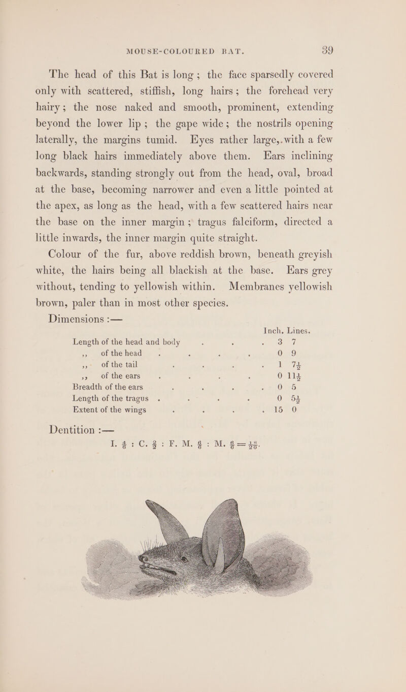 The head of this Bat is long; the face sparsedly covered only with scattered, stiffish, long hairs; the forehead very hairy; the nose naked and smooth, prominent, extending beyond the lower lip; the gape wide; the nostrils opening laterally, the margins tumid. yes rather large,.with a few long black hairs immediately above them. Lars inclining backwards, standing strongly out from the head, oval, broad at the base, becoming narrower and even a little pointed at the apex, as long as the head, with a few scattered hairs near the base on the inner margin; tragus falciform, directed a little inwards, the inner margin quite straight. Colour of the fur, above reddish brown, beneath greyish white, the hairs being all blackish at the base. Hars grey without, tending to yellowish within. Membranes yellowish brown, paler than in most other species. Dimensions :— Inch, Lines. Length of the head and body : : cee ay ,, of the head : i . ; 0 9 »»* of the tail é 2 , » b&amp; 7 »» of the ears : : j F 0113 Breadth of the ears ; ; é + &amp; 30) ro Length of the tragus . : : : 0 53 Extent of the wings : : ; es eae Dentition -——