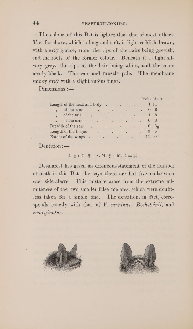 ' The colour of this Bat is lighter than that of most others. The fur above, which is long and soft, is light reddish brown, with a grey glance, from the tips of the hairs being greyish, and the roots of the former colour. Beneath it is light sil- very grey, the tips of the hair being white, and the roots nearly black. The ears and muzzle pale. ‘lhe membrane smoky grey with a slight rufous tinge. Dimensions :— Inch. Lines. Length of the head and body . : A rE »» Of the head A ; : J Oe », of the tail ; 1 8 », of the ears : F ; 0 8 Breadth of the ears. 6 : ‘ 0 32 Length of the tragus 0 5 Extent of the wings . : . : LL Dentition :— a ap © De ve 6G . 6 = aS .2:F.M. @: M. $=8. Desmarest has given an erroneous statement of the number of teeth in this Bat: he says there are but five molares on each side above. This mistake arose from the extreme mi- nuteness of the two smaller false molares, which were doubt- less taken for a single one. The dentition, in fact, corre- sponds exactly with that of V. murinus, Bechsteinit, and emarginatus.