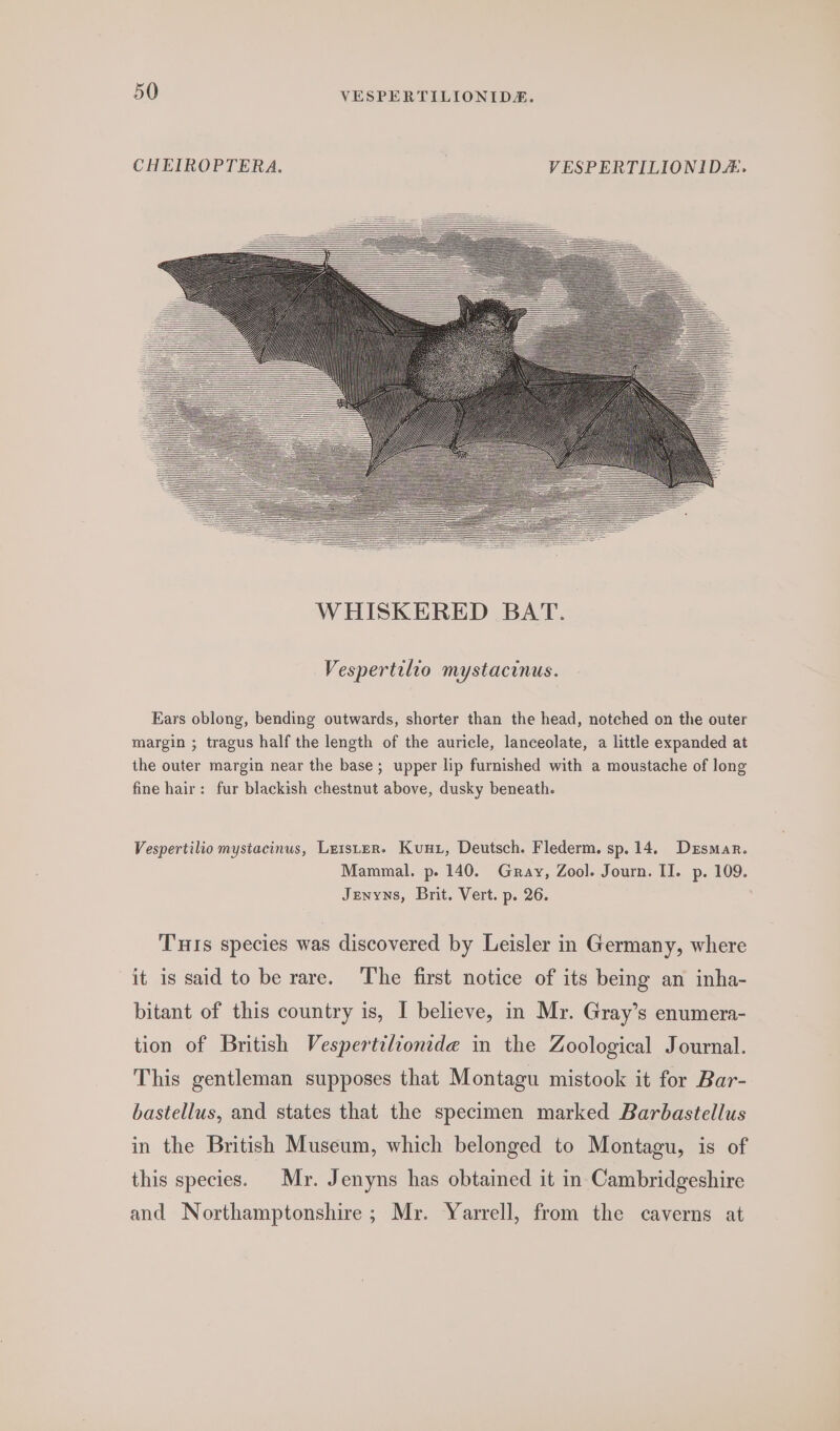 CHEIROPTERA. . VESPERTILIONID#. Vespertilio mystacinus. Ears oblong, bending outwards, shorter than the head, notched on the outer margin ; tragus half the length of the auricle, lanceolate, a little expanded at the outer margin near the base; upper lip furnished with a moustache of long fine hair: fur blackish chestnut above, dusky beneath. Vespertilio mystacinus, LetsLer» Kunz, Deutsch. Flederm. sp.14. Dessmar. Mammal. p. 140. Gray, Zool. Journ. II. p. 109. Jenyns, Brit. Vert. p. 26. THIs species was discovered by Leisler in Germany, where it is said to be rare. The first notice of its being an inha- bitant of this country is, I believe, in Mr. Gray’s enumera- tion of British Vespertiliontde in the Zoological Journal. This gentleman supposes that Montagu mistook it for Bar- bastellus, and states that the specimen marked Barbastellus in the British Museum, which belonged to Montagu, is of this species. Mr. Jenyns has obtained it in Cambridgeshire and Northamptonshire; Mr. Yarrell, from the caverns at