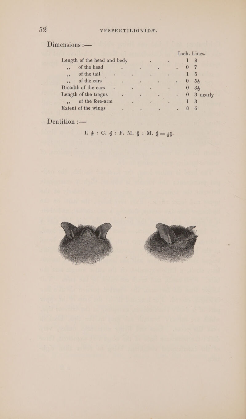 Dimensions :— Inch. Lines. Length of the head and body 5 ‘ 1 8 », of the head : ; : oO », Of the tail F ; : : 1 6 » Of the ears . : : : - O 58 Breadth of the ears. : : ‘ 0 33 Length of the tragus : ‘ : - O 3 nearly », Of the fore-arm ‘ ‘ : 1 3 Extent of the wings: ; ; ‘ no 06