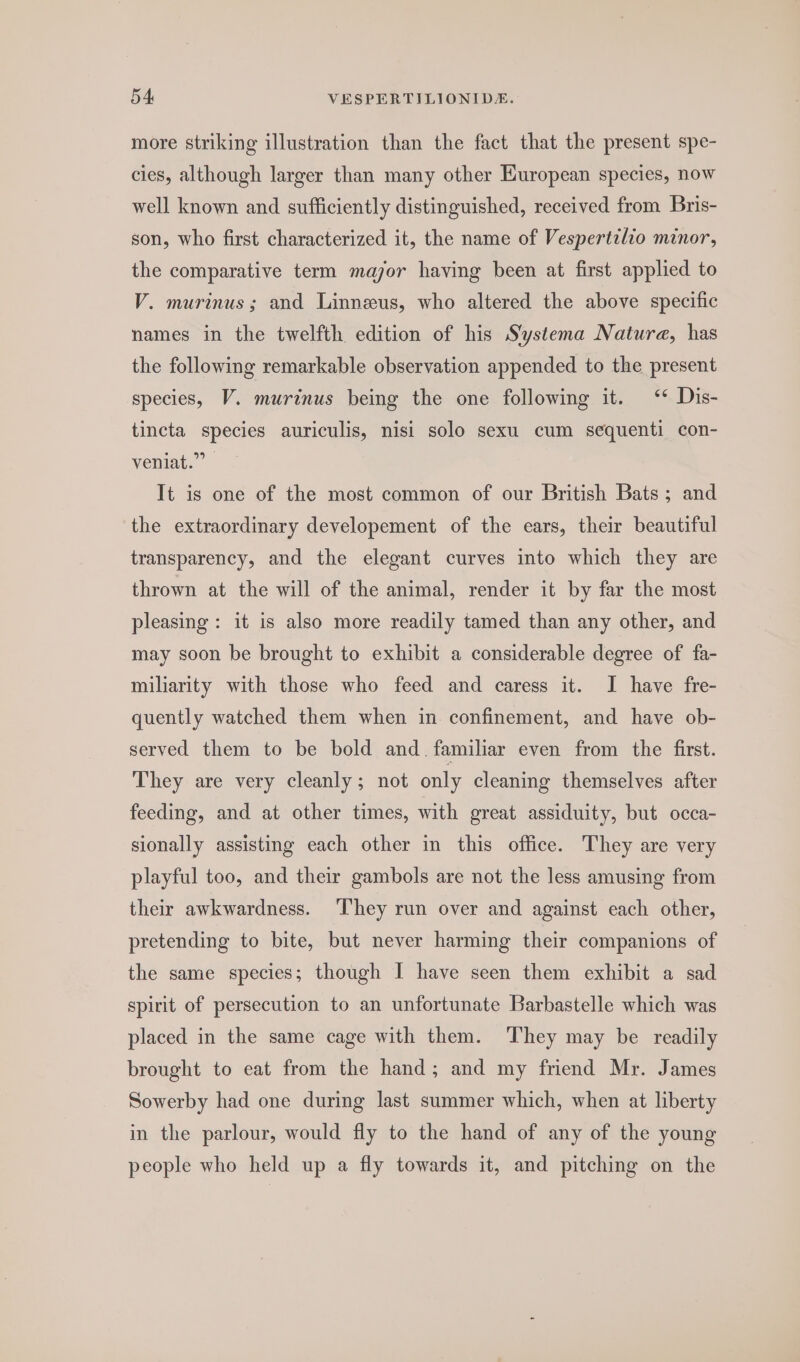 more striking illustration than the fact that the present spe- cies, although larger than many other European species, now well known and sufficiently distinguished, received from Bris- son, who first characterized it, the name of Vespertilio minor, the comparative term major having been at first applied to V. murinus; and Linneus, who altered the above specific names in the twelfth edition of his S‘ystema Natura, has the following remarkable observation appended to the present species, V. murinus being the one following it. ‘* Dis- tincta species auriculis, nisi solo sexu cum sequenti con- veniat.” | It is one of the most common of our British Bats; and the extraordinary developement of the ears, their beautiful transparency, and the elegant curves into which they are thrown at the will of the animal, render it by far the most pleasing: it is also more readily tamed than any other, and may soon be brought to exhibit a considerable degree of fa- miliarity with those who feed and caress it. I have fre- quently watched them when in confinement, and have ob- served them to be bold and. familiar even from the first. They are very cleanly; not only cleaning themselves after feeding, and at other times, with great assiduity, but occa- sionally assisting each other in this office. They are very playful too, and their gambols are not the less amusing from their awkwardness. They run over and against each other, pretending to bite, but never harming their companions of the same species; though I have seen them exhibit a sad spirit of persecution to an unfortunate Barbastelle which was placed in the same cage with them. They may be readily brought to eat from the hand; and my friend Mr. James Sowerby had one during last summer which, when at liberty in the parlour, would fly to the hand of any of the young people who held up a fly towards it, and pitching on the