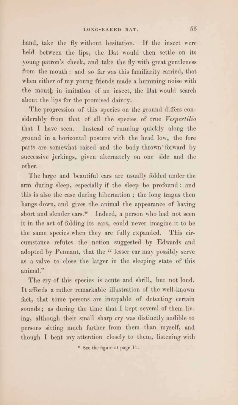 hand, take the fly without hesitation. If the insect were held between the lips, the Bat would then settle on its young patron’s cheek, and take the fly with great gentleness from the mouth: and so far was this familiarity carried, that when either of my young friends made a humming noise with the mouth in imitation of an insect, the Bat would search about the lips for the promised dainty. The progression of this species on the ground differs con- siderably from that of all the species of true Vespertzlio that I have seen. Instead of running quickly along the ground in a horizontal posture with the head low, the fore parts are somewhat raised and the body thrown’ forward by successive jerkings, given alternately on one side and the other. | The large and beautiful ears are usually folded under the arm during sleep, especially if the sleep be profound: and this is also the case during hibernation ; the long tragus then hangs down, and gives the animal the appearance of having short and slender ears.* Indeed, a person who had not seen it in the act of folding its ears, could never imagine it to be the same species when they are fully expanded. This cir- cumstance refutes the notion suggested by HEdwards and adopted by Pennant, that the “ lesser ear may possibly serve as a valve to close the larger in the sleeping state of this animal.” The cry of this species is acute and shrill, but not loud. It affords a rather remarkable illustration of the well-known fact, that some persons are incapable of detecting certain sounds; as during the time that I kept several of them liy- ing, although their small sharp cry was distinctly audible to persons sitting much farther from them than myself, and though I bent my attention closely to them, listening with * See the figure at page 11.