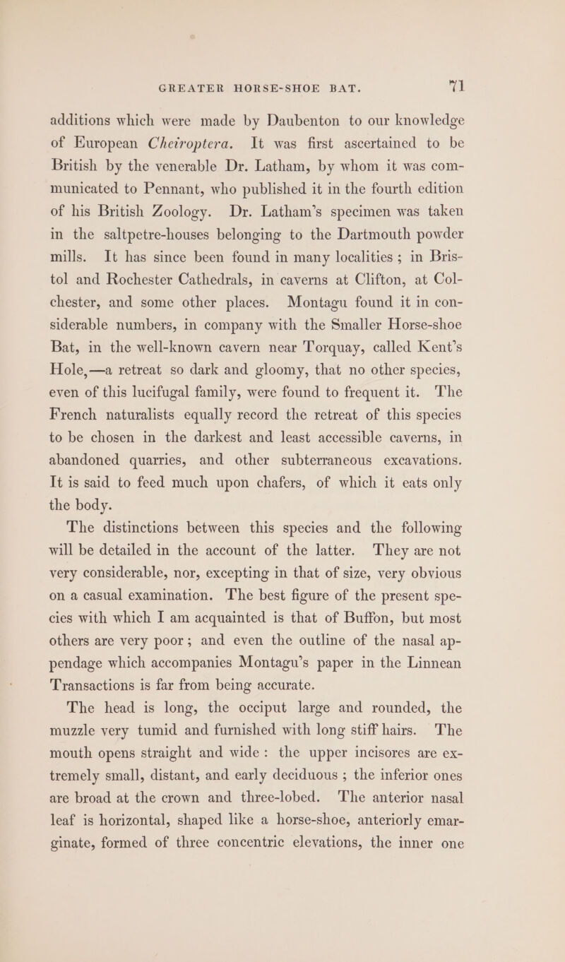 additions which were made by Daubenton to our knowledge of European Chetroptera. It was first ascertained to be British by the venerable Dr. Latham, by whom it was com- municated to Pennant, who published it in the fourth edition of his British Zoology. Dr. Latham’s specimen was taken in the saltpetre-houses belonging to the Dartmouth powder mills. It has since been found in many localities ; in Bris- tol and Rochester Cathedrals, in caverns at Clifton, at Col- chester, and some other places. Montagu found it in con- siderable numbers, in company with the Smaller Horse-shoe Bat, in the well-known cavern near Torquay, called Kent’s Hole,—a retreat so dark and gloomy, that no other species, even of this lucifugal family, were found to frequent it. The French naturalists equally record the retreat of this species to be chosen in the darkest and least accessible caverns, in abandoned quarries, and other subterraneous excavations. It is said to feed much upon chafers, of which it eats only the body. The distinctions between this species and the following will be detailed in the account of the latter. They are not very considerable, nor, excepting in that of size, very obvious on a casual examination. The best figure of the present spe- cies with which I am acquainted is that of Buffon, but most others are very poor; and even the outline of the nasal ap- pendage which accompanies Montagu’s paper in the Linnean Transactions is far from being accurate. The head is long, the occiput large and rounded, the muzzle very tumid and furnished with long stiff hairs. The mouth opens straight and wide: the upper incisores are ex- tremely small, distant, and early deciduous ; the inferior ones are broad at the crown and three-lobed. The anterior nasal leaf is horizontal, shaped like a horse-shoe, anteriorly emar- ginate, formed of three concentric elevations, the inner one