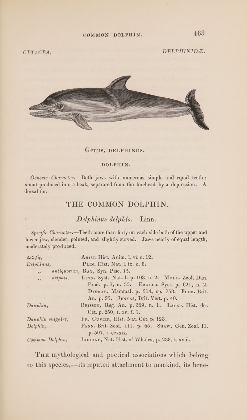 CETACEA. DELPHINID. DOLPHIN. Generic Character.—Both jaws with numerous simple and equal teeth ; snout produced into a beak, separated from the forehead by a depression. &lt;A dorsal fin. THE COMMON DOLPHIN. Delphinus delphis. Linn. Specific Character.—Teeth more than forty on each side both of the upper and lower jaw, slender, pointed, and slightly curved. Jaws nearly of equal length, moderately produced. AsArGis, Arist. Hist. Anim. 1. vi.c. 12. Delphinus, Pir. Hist. Nat. |. ix. ec. 8. - antiquorum, Ray, Syn. Pisce. 12. delphis, Linn. Syst. Nat. I. p. 108, n. 2. Mutt. Zool. Dan. Prod. p. 7, n. 55. Erxues. Syst. p. 621, n. 2. Desmar. Mammal. p. 514, sp. 758. Fem. Brit. An. p. 35. Jznyns, Brit. Vert. p. 40. Dauphin, Brisson, Reg. An. p. 369, n. 1. Lacer. Hist. des Cét. p. 200; t. xv. f. Dauphin vulgaire, Fr. Cuvier, Hist. Nat. Cét. p. 123. Dolphin, Penn. Brit. Zool. ILI. p. 65. Suaw, Gen. Zool. II. p. O07, t. cexxix. Common Dolphin, Jarptwe, Nat. Hist. of Whales, p. 238, t. xxiii. THE mythological and poetical associations which belong to this species,—its reputed attachment to mankind, its bene-