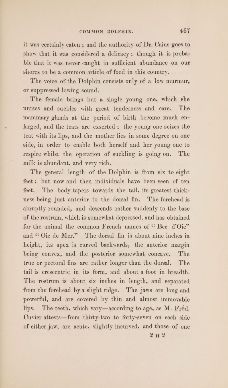 it was certainly eaten ; and the authority of Dr. Caius goes to show that it was considered a delicacy ; though it is proba- ble that it was never caught in sufficient abundance on our shores to be a common article of food in this country. The voice of the Dolphin consists only of a low murmur, or suppressed lowing sound. The female brings but a single young one, which she nurses and suckles with great tenderness and care. The mammary glands at the period of birth become much en- larged, and the teats are exserted ; the young one seizes the teat with its lips, and the mother lies in some degree on one side, in order to enable both herself and her young one to respire whilst the operation of suckling is going on. The milk is abundant, and very rich. The general length of the Dolphin is from six to eight feet; but now and then individuals have been seen of ten feet. The body tapers towards the tail, its greatest thick- ness being just anterior to the dorsal fin. ‘The forehead is abruptly rounded, and descends rather suddenly to the base of the rostrum, which is somewhat depressed, and has obtained for the animal the common French names of ‘‘ Bec d’Oie” and *‘ Oie de Mer.” The dorsal fin is about nine inches in height, its apex is curved backwards, the anterior margin being convex, and the posterior somewhat concave. The true or pectoral fins are rather longer than the dorsal. The tail is erescentric in its form, and about a foot in breadth. The rostrum is about six inches in length, and separated from the forehead bya slight ridge. The jaws are long and powerful, and are covered by thin and almost immovable lips. The teeth, which vary—according to age, as M. Fréd. Cuvier attests—from thirty-two to forty-seven on each side of either jaw, are acute, slightly incurved, and those of one 2H