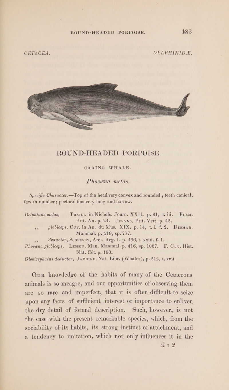 CETACEA. DELPHINIDE. CAAING WHALE. Phocena melas. Specific Character.—Top of the head very convex and rounded ; teeth conical, few in number ; pectoral fins very long and narrow. Delphinus melas, Traity in Nichols. Journ. XXII. p. 81, t. ili. Fie. Brit. An. p. 24. Jxrnyns, Brit. Vert. p. 42. eA globiceps, Cuv. in An. du Mus. XIX. p. 14, t.i. f. 2. Desmar. Mammal. p. 519, sp. 777. bd deductor, Scoressy, Arct. Reg. I. p. 496, t. xxii. f. 1. Phocena globiceps, Lrsson, Man. Mammal. p. 416, sp. 1087. F. Cuv. Hist. Nat. Cét. p. 190. Globicephalus deductor, Jarpine, Nat. Libr. (Whales), p. 212, t. xvii. Our knowledge of the habits of many of the Cetaceous animals is so meagre, and our opportunities of observing them are so rare and imperfect, that it is often difficult to seize upon any facts of sufficient interest or importance to enliven the dry detail of formal description. ‘Such, however, is not the case with the present remarkable species, which, from the sociability of its habits, its strong instinct of attachment, and a tendency to imitation, which not only influences it in the 212