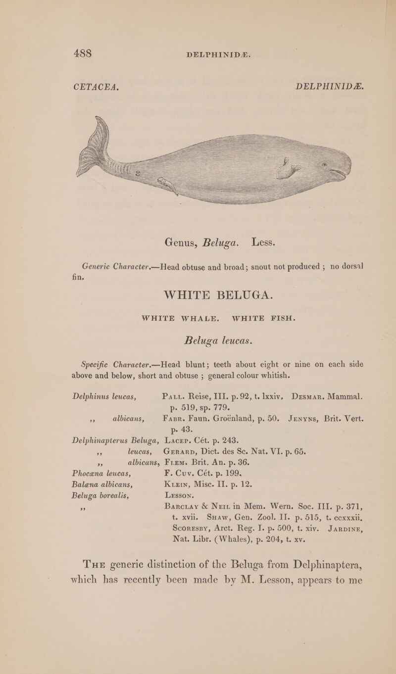 CETACEA, DELPHINIDE. Genus, Beluga. Less. Generic Character.—Head obtuse and broad; snout not produced ; no dorsal fin, WHITE BELUGA. WHITE WHALE. WHITE FISH. Beluga leucas. Specific Character.—Head blunt; teeth about eight or nine on each side above and below, short and obtuse ; general colour whitish. Delphinus leucas, Patt. Reise, IIT. p. 92, t. xxiv, Drsmar. Mammal. p- 519, sp. 779. . albicans, Fasr. Faun. Groénland, p. 50. Jzenyns, Brit. Vert. p- 43. Delphinapterus Beluga, Lacer. Cét. p. 243. ie leucas, Gerarp, Dict. des Sc. Nat. VI. p. 65. e albicans, Frem. Brit. An. p. 36. Phocena leucas, F. Cuv. Cét. p. 199. Balena albicans, Kuerw, Mise. IT. p. 12. Beluga borealis, Lesson. 3 Barciay &amp; Neri in Mem. Wern. Soc. III. p. 371, t. xvii. SHaw, Gen. Zool. II. p. 515, t. ecxxxii, Scorespy, Arct. Reg. I. p. 500, t. xiv. Jarpine, Nat. Libr. (Whales), p. 204, t. xv. Tue generic distinction of the Beluga from Delphinaptera, which has recently been made by M. Lesson, appears to me