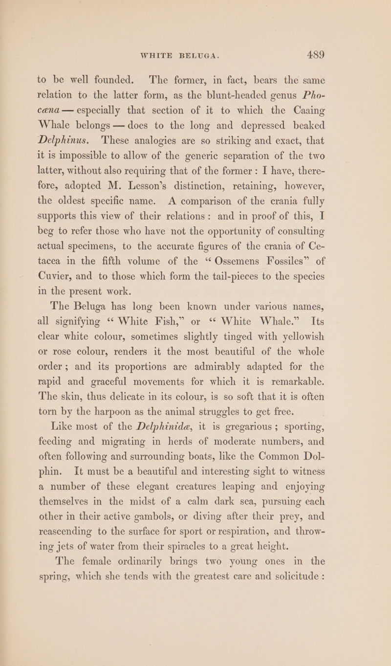 to be well founded. The former, in fact, bears the same relation to the latter form, as the blunt-headed genus Pho- cana — especially that section of it to which the Caaing Whale belongs — does to the long and depressed beaked Delphinus. 'These analogies are so striking and exact, that it is impossible to allow of the generic separation of the two latter, without also requiring that of the former: I have, there- fore, adopted M. Lesson’s distinction, retaining, however, the oldest specific name. A comparison of the crania fully supports this view of their relations: and in proof of this, I beg to refer those who have not the opportunity of consulting actual specimens, to the accurate figures of the crania of Ce- tacea in the fifth volume of the ‘“‘ Ossemens Fossiles” of Cuvier, and to those which form the tail-pieces to the species in the present work. The Beluga has long been known under various names, all signifying ‘“* White Fish,” or ‘* White Whale.” Its clear white colour, sometimes slightly tinged with yellowish or rose colour, renders it the most beautiful of the whole order ; and its proportions are admirably adapted for the rapid and graceful movements for which it is remarkable. The skin, thus delicate in its colour, is so soft that it is often torn by the harpoon as the animal struggles to get free. Like most of the Delphinide, it is gregarious ; sporting, feeding and migrating in herds of moderate numbers, and often following and surrounding boats, like the Common Dol- phin. It must be a beautiful and interesting sight to witness a number of these elegant creatures leaping and enjoying themselves in the midst of a calm dark sea, pursuing each other in their active gambols, or diving after their prey, and reascending to the surface for sport or respiration, and throw- ing jets of water from their spiracles to a great height. The female ordinarily brings two young ones in the spring, which she tends with the greatest care and solicitude :