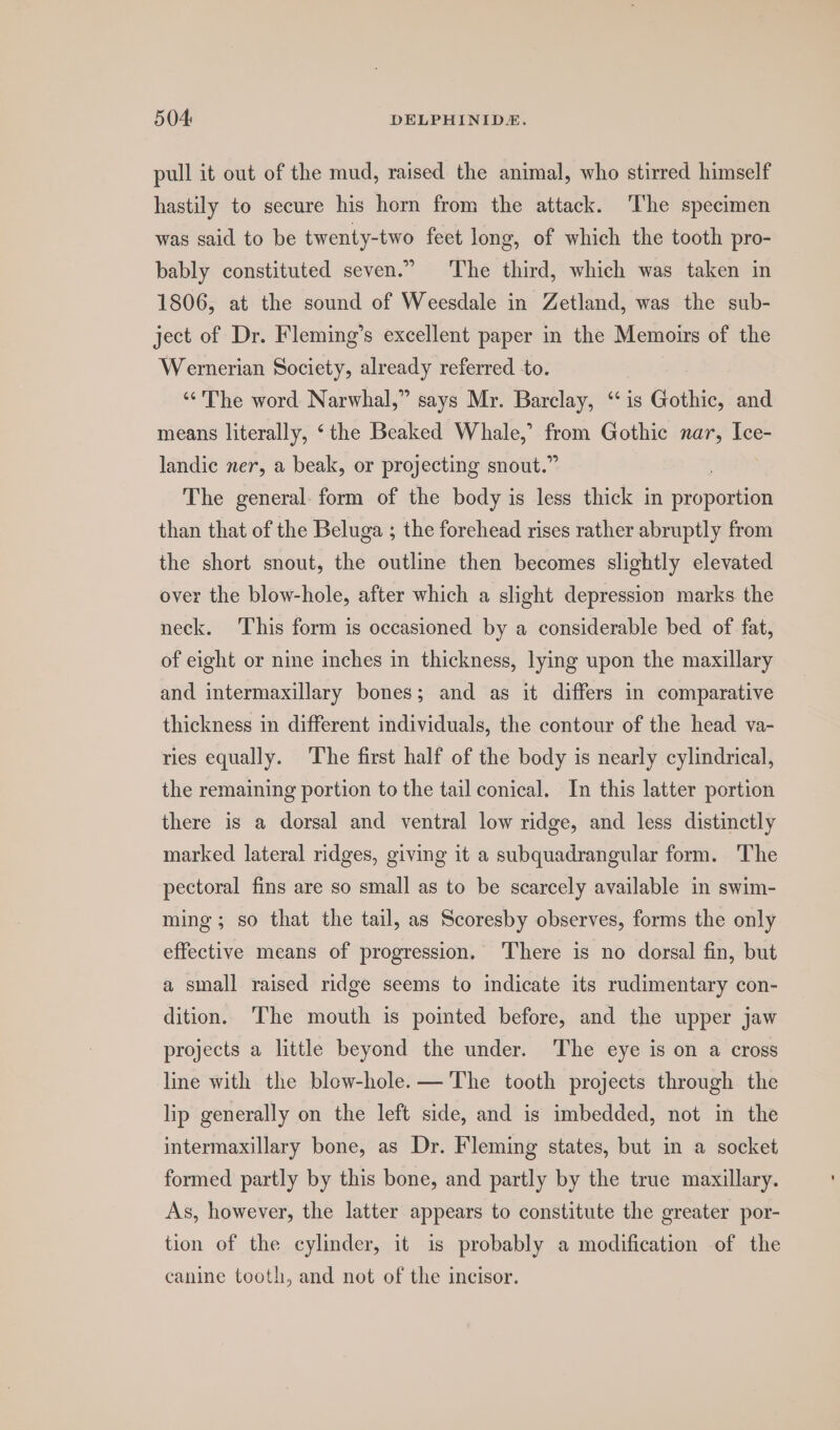 pull it out of the mud, raised the animal, who stirred himself hastily to secure his horn from the attack. The specimen was said to be twenty-two feet long, of which the tooth pro- bably constituted seven.” The third, which was taken in 1806, at the sound of Weesdale in Zetland, was the sub- ject of Dr. Fleming’s excellent paper in the Memonrs of the Wernerian Society, already referred to. ‘“‘'The word Narwhal,” says Mr. Barclay, ‘“‘ is Gothic, and means literally, ‘the Beaked Whale,’ from Gothic nar, Ice- landic ner, a beak, or projecting snout.” The general. form of the body is less thick in itdporiion than that of the Beluga ; the forehead rises rather abruptly from the short snout, the outline then becomes slightly elevated over the blow-hole, after which a slight depression marks the neck. ‘This form is occasioned by a considerable bed of fat, of eight or nine inches in thickness, lying upon the maxillary and intermaxillary bones; and as it differs in comparative thickness in different individuals, the contour of the head va- ries equally. The first half of the body is nearly cylindrical, the remaining portion to the tail conical. In this latter portion there is a dorsal and ventral low ridge, and less distinctly marked lateral ridges, giving it a subquadrangular form. The pectoral fins are so small as to be scarcely available in swim- ming; so that the tail, as Scoresby observes, forms the only effective means of progression. There is no dorsal fin, but a small raised ridge seems to indicate its rudimentary con- dition. The mouth is pointed before, and the upper jaw projects a little beyond the under. The eye is on a cross line with the blew-hole.— The tooth projects through the lip generally on the left side, and is imbedded, not in the intermaxillary bone, as Dr. Fleming states, but in a socket formed partly by this bone, and partly by the true maxillary. As, however, the latter appears to constitute the greater por- tion of the cylinder, it is probably a modification of the canine tooth, and not of the incisor.