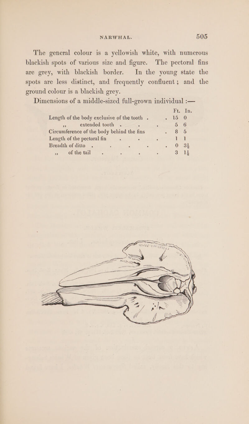 The general colour is a yellowish white, with numerous blackish spots of various size and figure. The pectoral fins are grey, with blackish border. In the young state the spots are less distinct, and frequently confluent; and the ground colour is a blackish grey. Dimensions of a middle-sized full-grown individual :-— Ft. In: Length of the body exclusive of the tooth . - to /0 id extended tooth .. ‘ 5 6 Circumference of the body behind the fins 8 5 Length of the pectoral fin : : : tia Breadth of ditto . ; 0 33 Me of the tail 3 418 <= \\\S ae ANS QS Wallay ya y