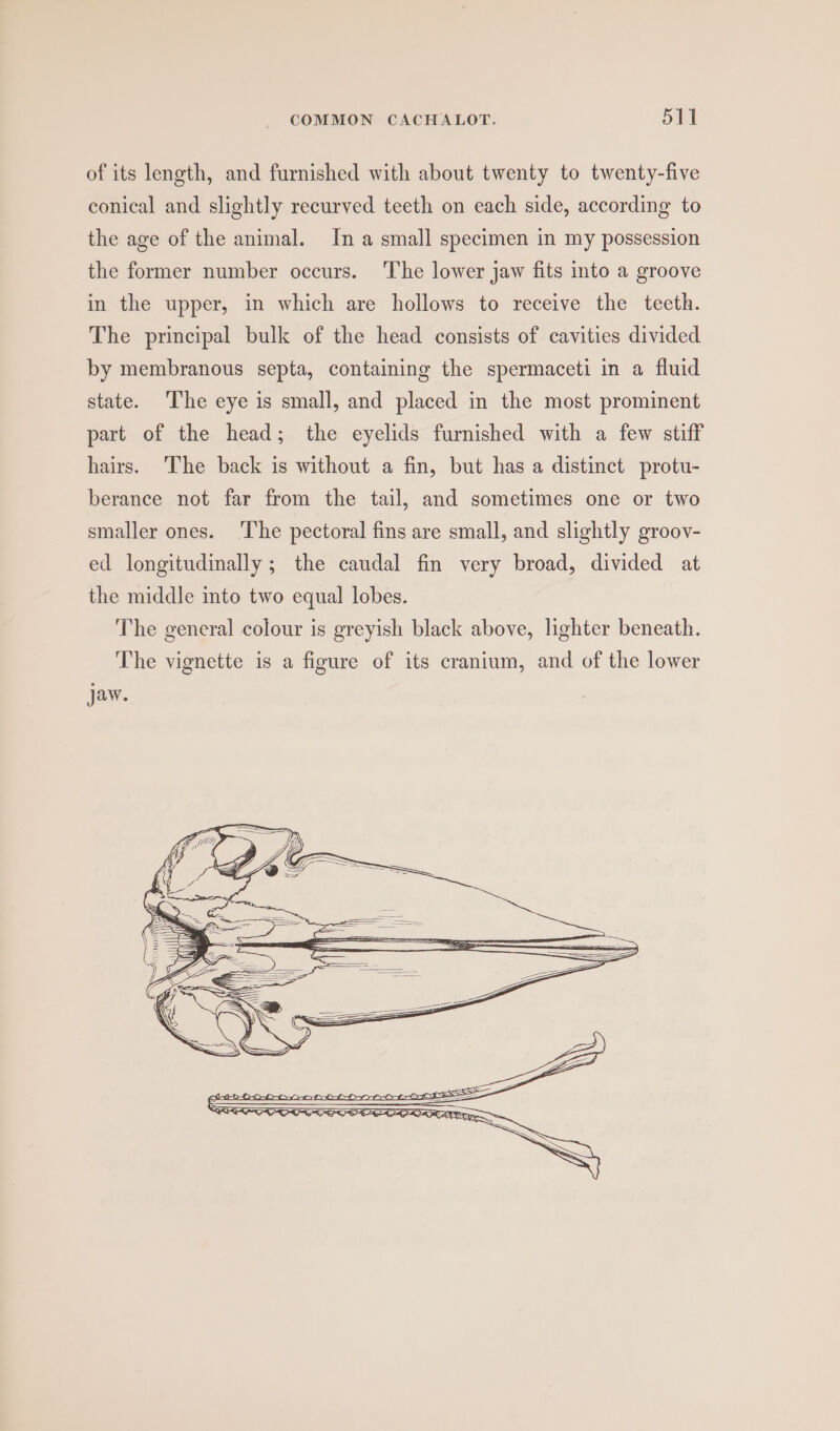 of its length, and furnished with about twenty to twenty-five conical and slightly recurved teeth on each side, according to the age of the animal. In a small specimen in my possession the former number occurs. The lower jaw fits into a groove in the upper, in which are hollows to receive the teeth. The principal bulk of the head consists of cavities divided by membranous septa, containing the spermaceti in a fluid state. The eye is small, and placed in the most prominent part of the head; the eyelids furnished with a few stiff hairs. The back is without a fin, but has a distinct protu- berance not far from the tail, and sometimes one or two smaller ones. ‘The pectoral fins are small, and slightly groov- ed longitudinally ; the caudal fin very broad, divided at the middle into two equal lobes. The general colour is greyish black above, lighter beneath. The vignette is a figure of its cranium, and of the lower jaw.