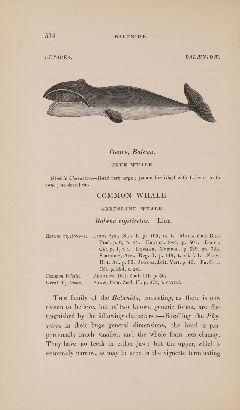 CETACEA. BALENIDE. TRUE WHALE. Generic Character.— Head very large ; palate furnished with baleen; teeth none ; no dorsal fin. COMMON WHALE. GREENLAND WHALE. Balena mysticetus. Linn. Balena mysticetus, Linn. Syst. Nat. I. p. 105, n. 1. Mutt. Zool. Dan. Prod. p. 6, n. 45. Enrxties. Syst. p. 601. Lacepr. Cét. p. 1, ti. Desmar. Mammal. p. 529, sp. 798. Scorrspy, Arct. Reg. I. p. 449, t. xi. f. 1. FiLem. Brit. An. p. 33. Jenyns, Brit. Vert. p.46. Fr. Cuv. Cét. p. 324, t. xxi. Common Whale, Pennant, Brit. Zool. III. p. 50. Great Mysticete, Suaw, Gen. Zool. II. p. 478, t. cexxvi. Tue family of the Balenida, consisting, as there is now reason to believe, but of two known generic forms, are dis- tinguished by the following characters :—Rivalling the Phy- seters in their huge general dimensions, the head is pro- portionally much smaller, and the whole form less clumsy. They have no teeth in either jaw; but the upper, which is extremely narrow, as may be seen in the vignette terminating