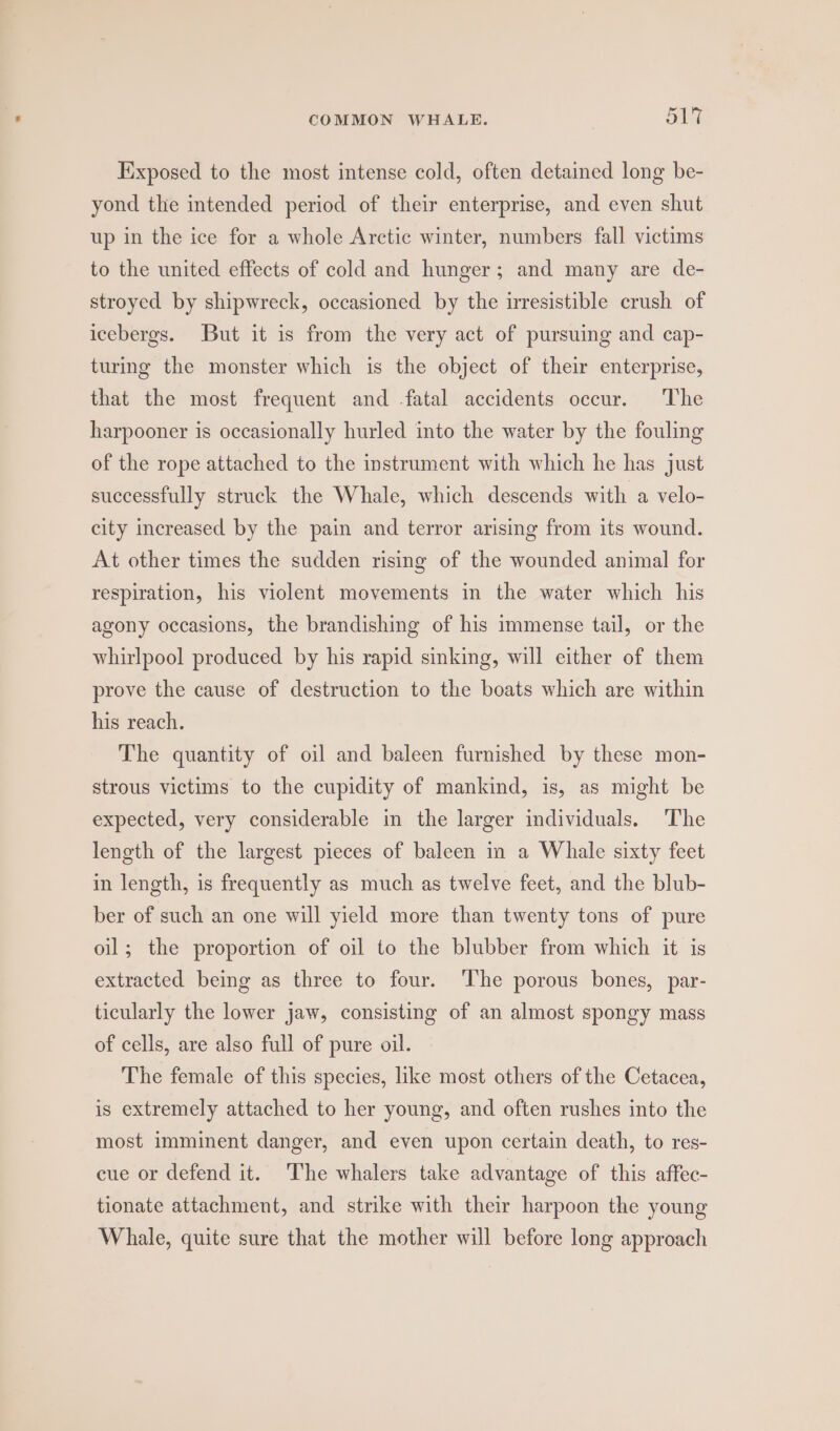 Exposed to the most intense cold, often detained long be- yond the intended period of their enterprise, and even shut up in the ice for a whole Arctic winter, numbers fall victims to the united effects of cold and hunger; and many are de- stroyed by shipwreck, occasioned by the irresistible crush of icebergs. But it is from the very act of pursuing and cap- turing the monster which is the object of their enterprise, that the most frequent and fatal accidents occur. The harpooner is occasionally hurled into the water by the fouling of the rope attached to the instrument with which he has just successfully struck the Whale, which descends with a velo- city increased by the pain and terror arising from its wound. At other times the sudden rising of the wounded animal for respiration, his violent movements in the water which his agony occasions, the brandishing of his immense tail, or the whirlpool produced by his rapid sinking, will either of them prove the cause of destruction to the boats which are within his reach. The quantity of oil and baleen furnished by these mon- strous victims to the cupidity of mankind, is, as might be expected, very considerable in the larger individuals. The length of the largest pieces of baleen in a Whale sixty feet in length, is frequently as much as twelve feet, and the blub- ber of such an one will yield more than twenty tons of pure oil; the proportion of oil to the blubber from which it is extracted being as three to four. The porous bones, par- ticularly the lower jaw, consisting of an almost spongy mass of cells, are also full of pure oil. The female of this species, like most others of the Cetacea, is extremely attached to her young, and often rushes into the most imminent danger, and even upon certain death, to res- cue or defend it. The whalers take advantage of this affec- tionate attachment, and strike with their harpoon the young Whale, quite sure that the mother will before long approach
