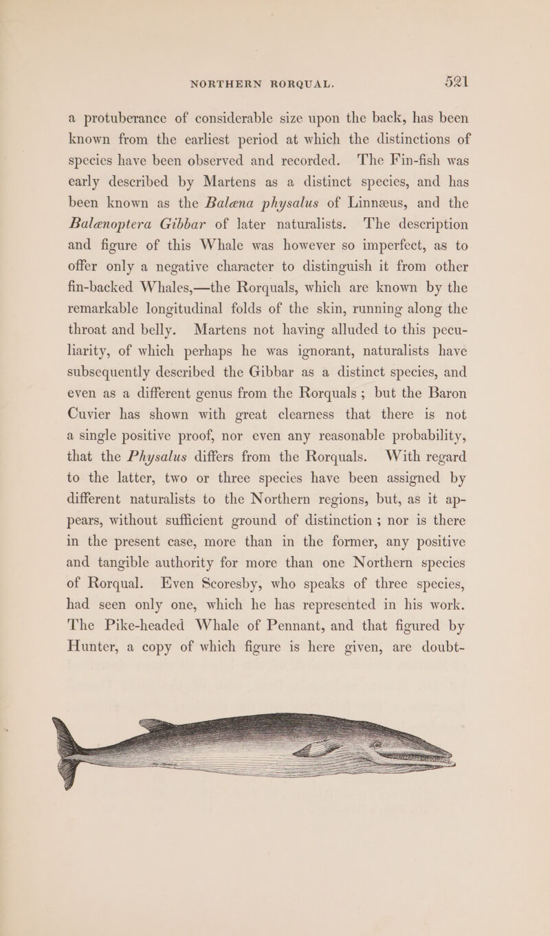 a protuberance of considerable size upon the back, has been known from the earliest period at which the distinctions of species have been observed and recorded. The Fin-fish was early described by Martens as a distinct species, and has been known as the Balena physalus of Linneus, and the Balenoptera Gibbar of later naturalists. The description and figure of this Whale was however so imperfect, as to offer only a negative character to distinguish it from other fin-backed Whales,—the Rorquals, which are known by the remarkable longitudinal folds of the skin, running along the throat and belly. Martens not having alluded to this pecu- liarity, of which perhaps he was ignorant, naturalists have subsequently described the Gibbar as a distinct species, and even as a different genus from the Rorquals; but the Baron Cuvier has shown with great clearness that there is not a single positive proof, nor even any reasonable probability, that the Physalus differs from the Rorquals. With regard to the latter, two or three species have been assigned by different naturalists to the Northern regions, but, as it ap- pears, without sufficient ground of distinction ; nor is there in the present case, more than in the former, any positive and tangible authority for more than one Northern species of Rorqual. Even Scoresby, who speaks of three species, had seen only one, which he has represented in his work. The Pike-headed Whale of Pennant, and that figured by Hunter, a copy of which figure is here given, are doubt-