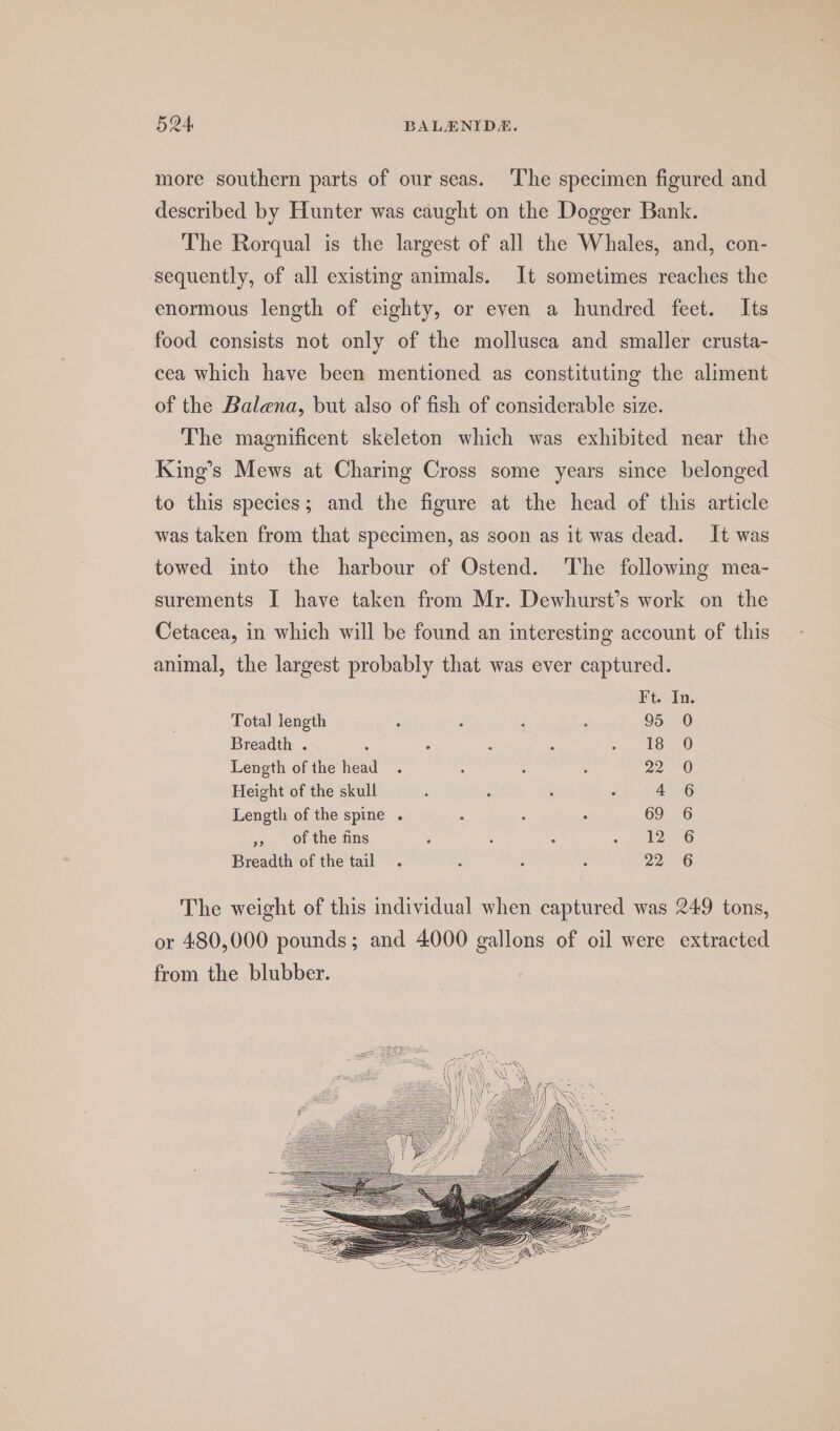 more southern parts of our seas. The specimen figured and described by Hunter was caught on the Dogger Bank. The Rorqual is the largest of all the Whales, and, con- sequently, of all existing animals. It sometimes reaches the enormous length of eighty, or even a hundred feet. Its food consists not only of the mollusca and smaller crusta- cea which have been mentioned as constituting the aliment of the Balena, but also of fish of considerable size. The magnificent skeleton which was exhibited near the King’s Mews at Charing Cross some years since belonged to this species; and the figure at the head of this article was taken from that specimen, as soon as it was dead. It was towed into the harbour of Ostend. The following mea- surements I have taken from Mr. Dewhurst’s work on the Cetacea, in which will be found an interesting account of this animal, the largest probably that was ever captured. Ft. In. Total length ; : : ‘ 95 0 Breadth . : . : : 280 Length of the head . : : : 22 0 Height of the skull d ; 3 : 4 6 Length of the spine . 5 : . 69 6 », of the fins : : 5 « eG Breadth of the tail . : : 3 22 6 The weight of this individual when captured was 249 tons, or 480,000 pounds; and 4000 gallons of oil were extracted from the blubber.