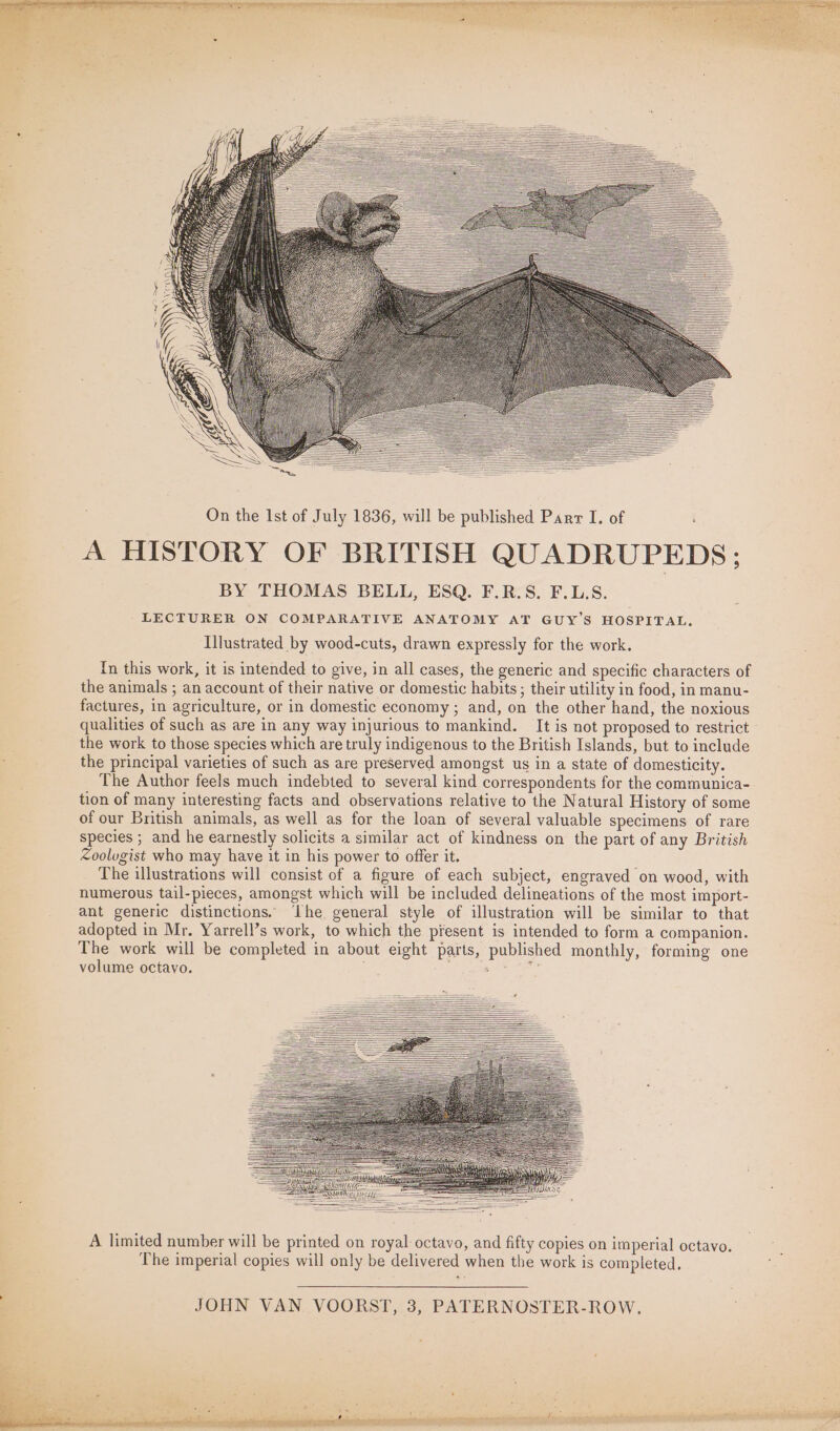 A HISTORY OF BRITISH QUADRUPEDS; BY THOMAS BELL, ESQ. F.R.S. F.L.S. LECTURER ON COMPARATIVE ANATOMY AT GUY'S HOSPITAL. Illustrated by wood-cuts, drawn expressly for the work, In this work, it is intended to give, in all cases, the generic and specific characters of the animals ; an account of their native or domestic habits ; their utility in food, in manu- factures, in agriculture, or in domestic economy ; and, on the other hand, the noxious qualities of such as are in any way injurious to mankind. It is not proposed to restrict the work to those species which are truly indigenous to the British Islands, but to include the principal varieties of such as are preserved amongst us in a state of domesticity. The Author feels much indebted to several kind correspondents for the communica- tion of many interesting facts and observations relative to the Natural History of some of our British animals, as well as for the loan of several valuable specimens of rare species ; and he earnestly solicits a similar act of kindness on the part of any British Zoolugist who may have it in his power to offer it. The illustrations will consist of a figure of each subject, engraved on wood, with numerous tail-pieces, amongst which will be included delineations of the most import- ant generic distinctions. ‘he general style of illustration will be similar to that adopted in Mr. Yarrell’s work, to which the present is intended to form a companion. The work will be completed in about eight parts, published monthly, forming one volume octavo. a EO Danes A limited number will be printed on royal octavo, and fifty copies on imperial octavo. The imperial copies will only be delivered when the work is completed. JOHN VAN VOORST, 3, PATERNOSTER-ROW. eT Lee ee eee =F ~e 1. i a Y s\ 1b hee «