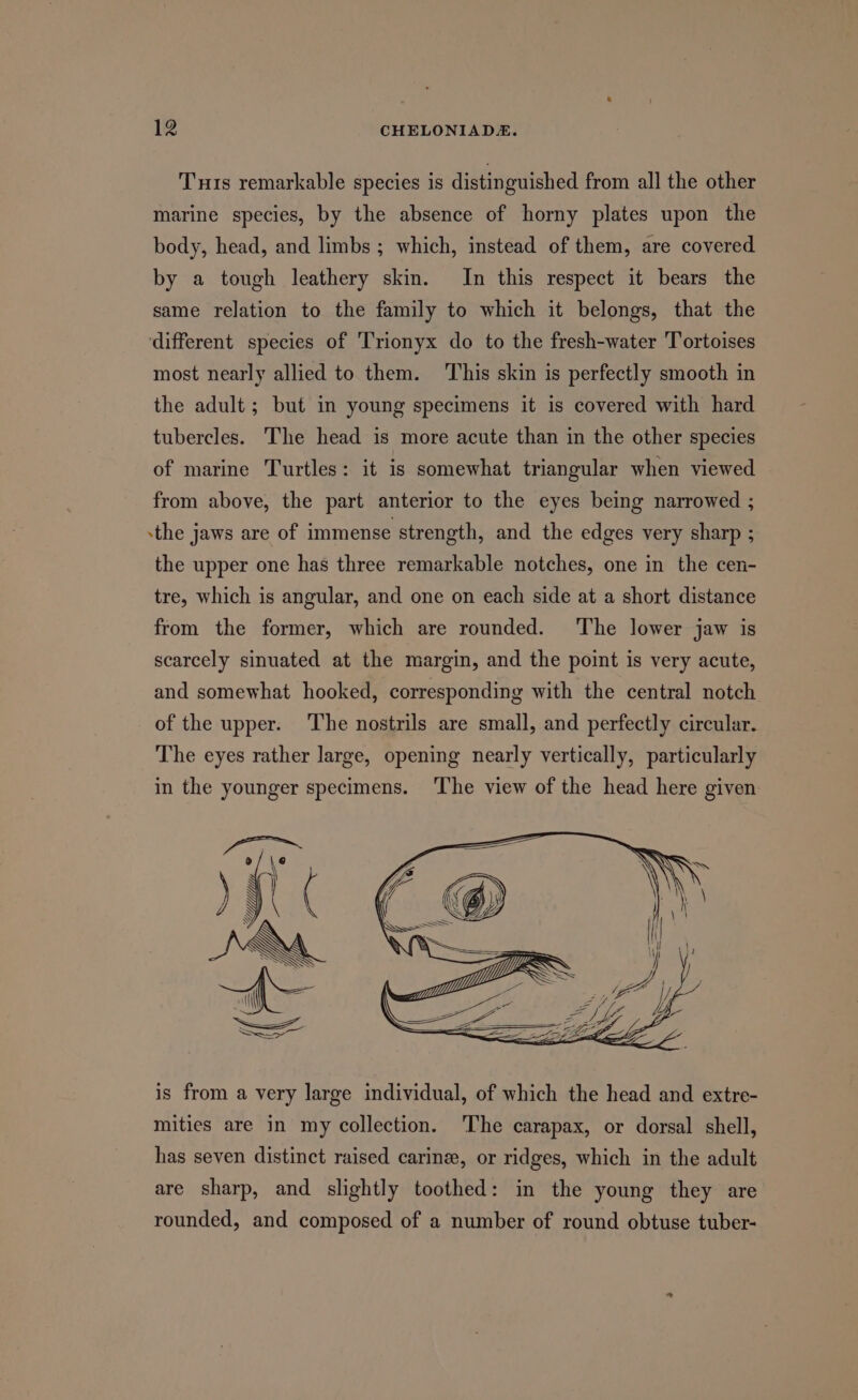 Tus remarkable species is distinguished from all the other marine species, by the absence of horny plates upon the body, head, and limbs ; which, instead of them, are covered by a tough leathery skin. In this respect it bears the same relation to the family to which it belongs, that the ‘different species of 'Trionyx do to the fresh-water Tortoises most nearly allied to them. This skin is perfectly smooth in the adult ; but in young specimens it is covered with hard tubercles. The head is more acute than in the other species of marine Turtles: it is somewhat triangular when viewed from above, the part anterior to the eyes being narrowed ; the jaws are of immense strength, and the edges very sharp ; the upper one has three remarkable notches, one in the cen- tre, which is angular, and one on each side at a short distance from the former, which are rounded. ‘The lower jaw is scarcely sinuated at the margin, and the point is very acute, and somewhat hooked, corresponding with the central notch of the upper. The nostrils are small, and perfectly circular. The eyes rather large, opening nearly vertically, particularly in the younger specimens. The view of the head here given is from a very large individual, of which the head and extre- mities are in my collection. ‘The carapax, or dorsal shell, has seven distinct raised carinee, or ridges, which in the adult are sharp, and slightly toothed: in the young they are rounded, and composed of a number of round obtuse tuber-