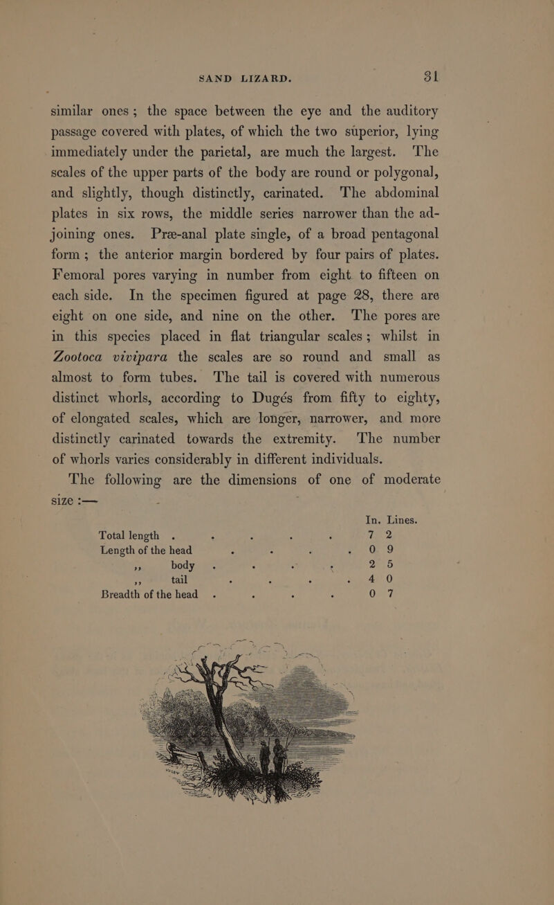 similar ones; the space between the eye and the auditory passage covered with plates, of which the two superior, lying immediately under the parietal, are much the largest. ‘The scales of the upper parts of the body are round or polygonal, and slightly, though distinctly, carinated. The abdominal plates in six rows, the middle series narrower than the ad- joining ones. Pree-anal plate single, of a broad pentagonal form; the anterior margin bordered by four pairs of plates. Femoral pores varying in number from eight. to fifteen on each side. In the specimen figured at page 28, there are eight on one side, and nine on the other. The pores are in this species placed in flat triangular scales; whilst in Zootoca vivipara the scales are so round and small as almost to form tubes. The tail is covered with numerous distinct whorls, according to Dugés from fifty to eighty, of elongated scales, which are longer, narrower, and more distinctly carinated towards the extremity. The number of whorls varies considerably in different individuals. The following are the dimensions of one of moderate size :— : In. Lines. Total length . : ‘ : : le 2, Length of the head ° : ; - 9 ne body . P a . pes ip tail : ;. : Nae lO Breadth of the head. ; - : Py: