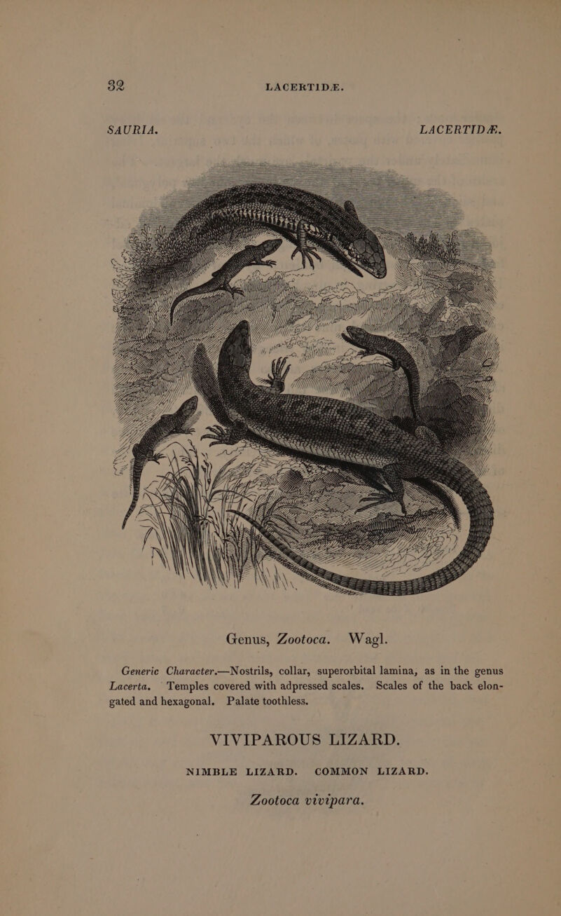 SAURIA. LACERTIDE. ‘er iy Wiig Ai Messe } i il) 1} ia WH’ Mf i } j Ne i Z PO Genus, Zootoca. Wag}. Generic Character.—Nostrils, collar, superorbital lamina, as in the genus Lacerta. Temples covered with adpressed scales. Scales of the back elon- gated and hexagonal. Palate toothless. VIVIPAROUS LIZARD. NIMBLE LIZARD. COMMON LIZARD. Zootoca vivipara.